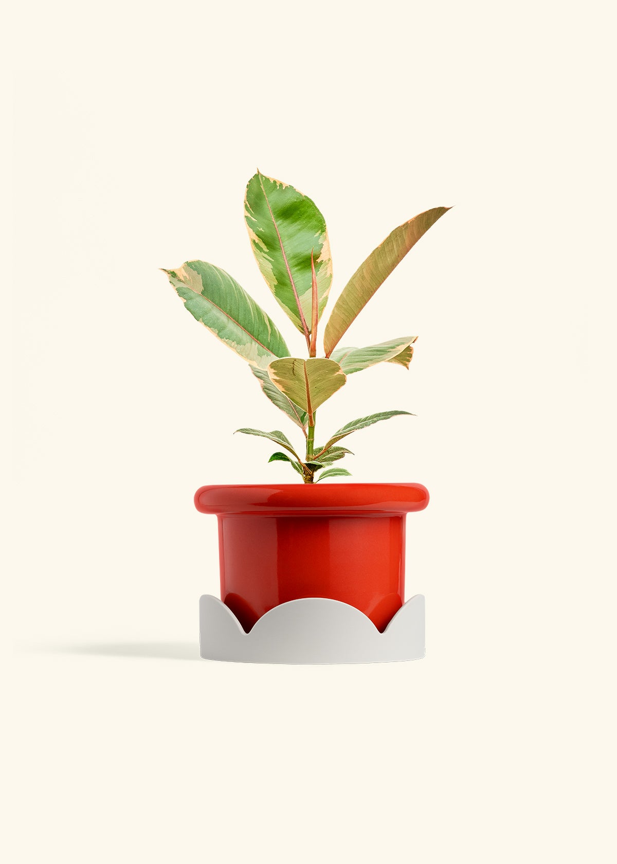 Ficus 'Tineke', Medium