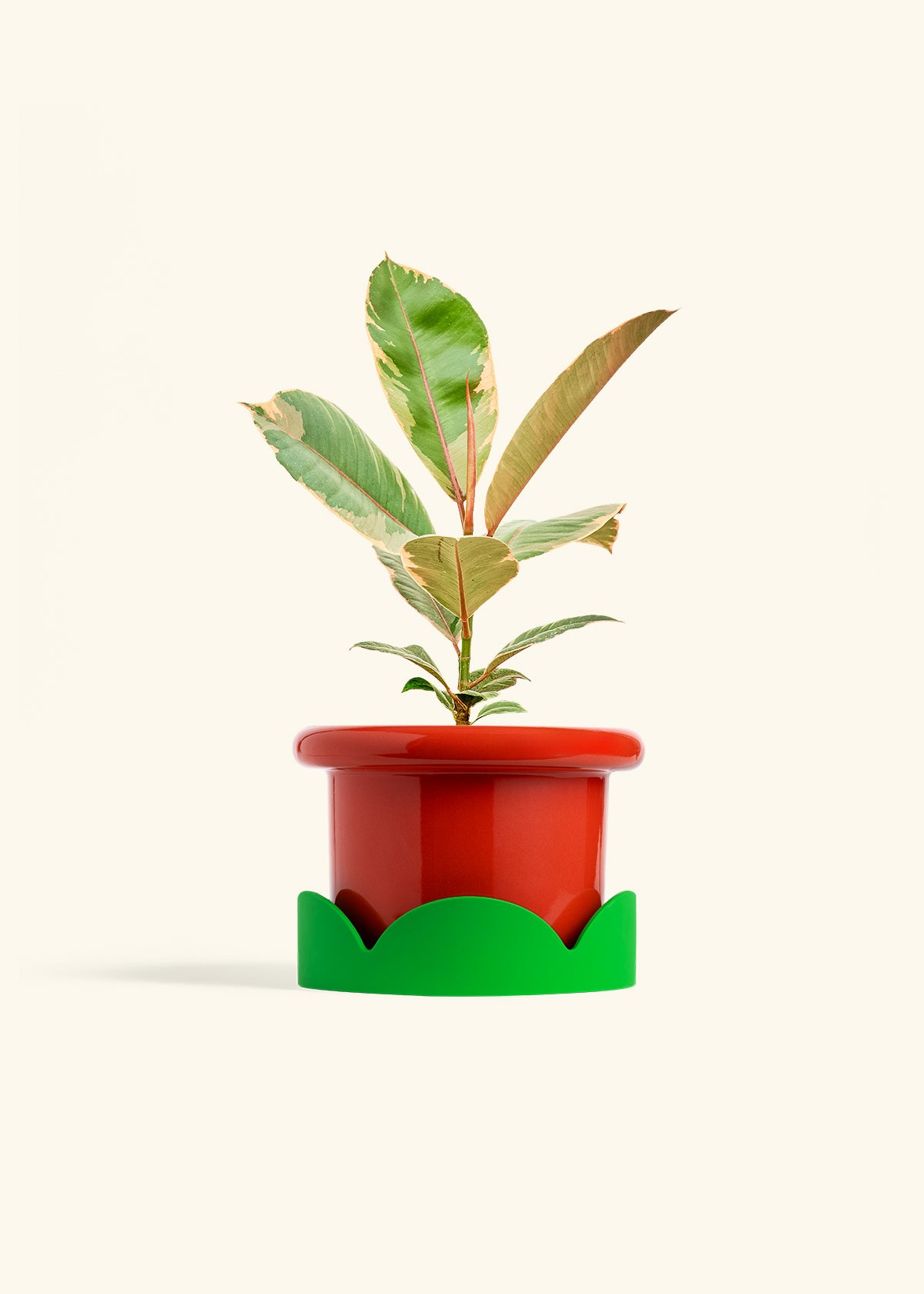 Ficus 'Tineke', Medium
