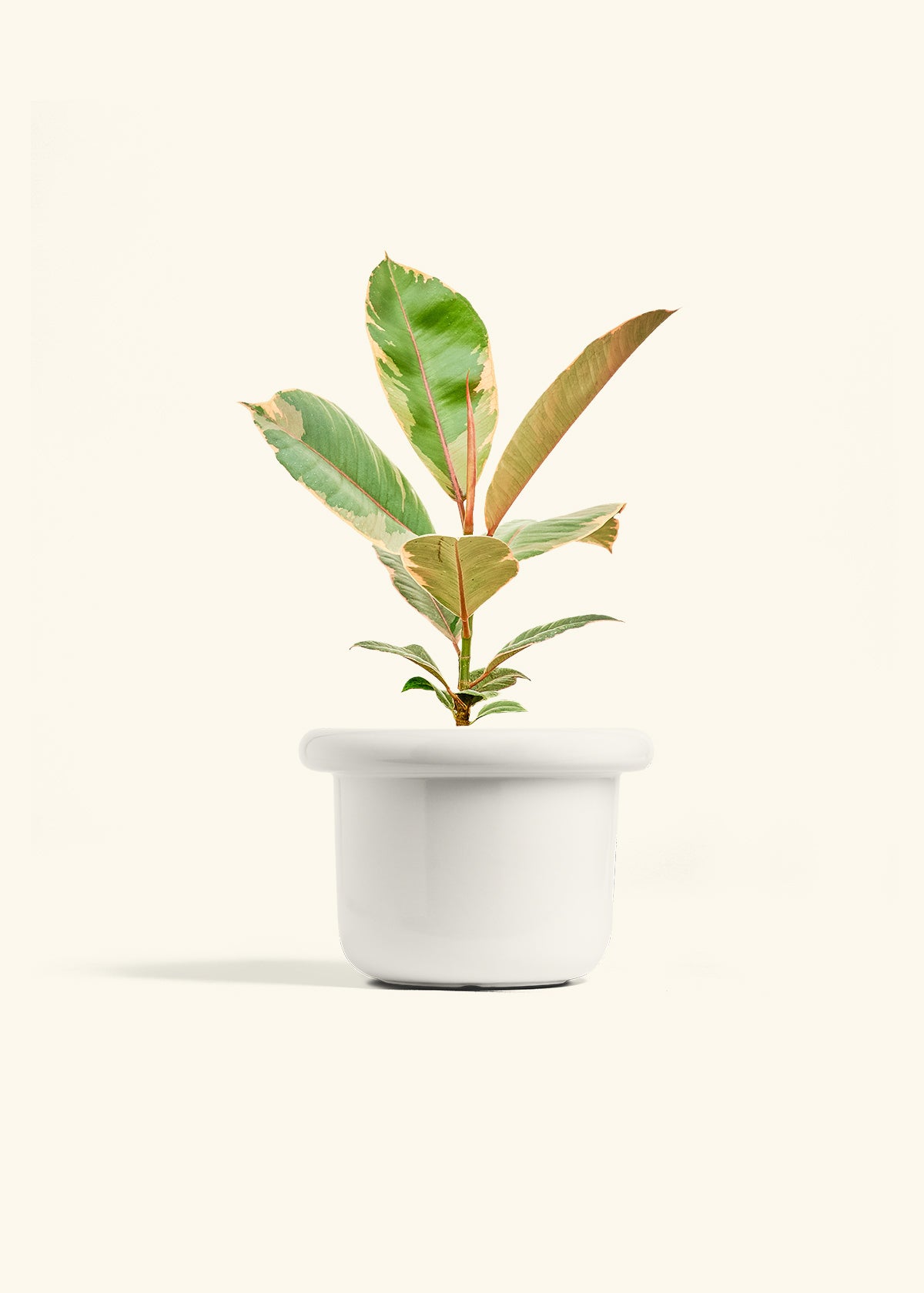 Ficus 'Tineke', Medium