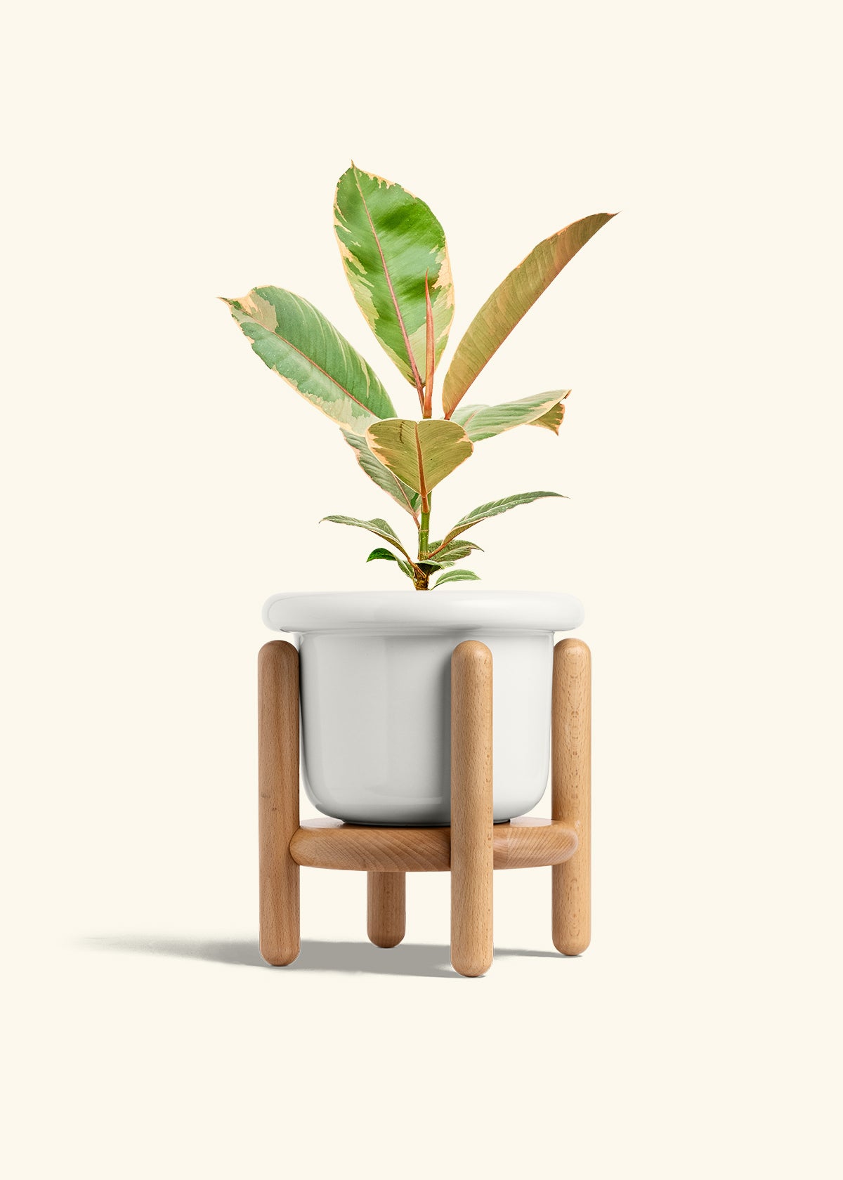 Ficus 'Tineke', Medium