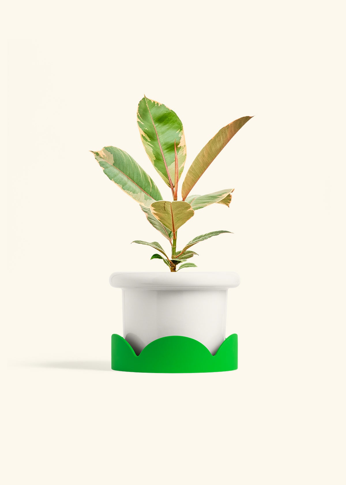 Ficus 'Tineke', Medium