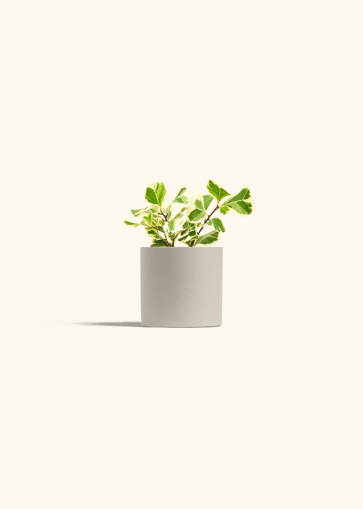 Variegated Triangle Ficus in a 4 inches Oat Classic Cylinder Planter