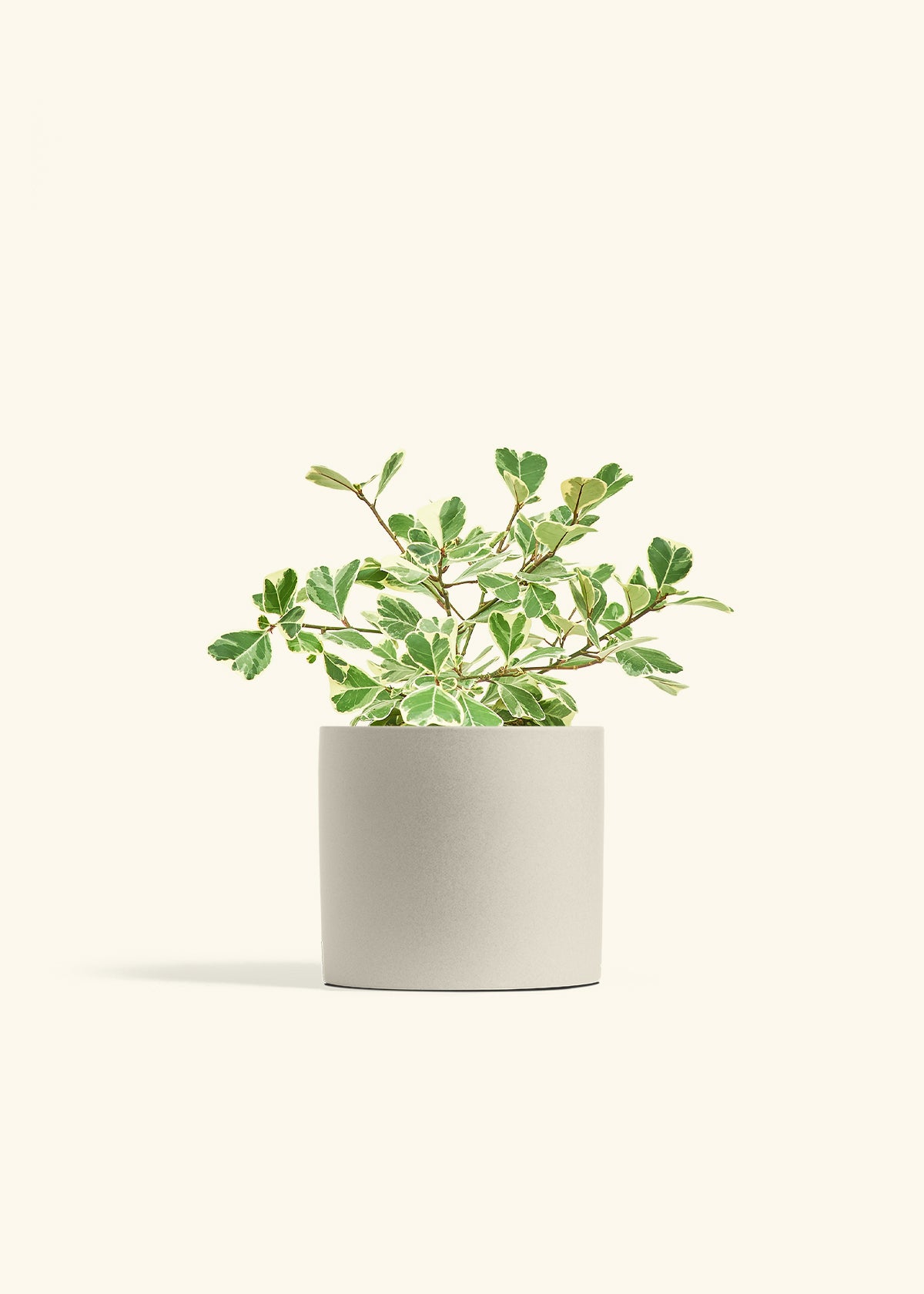 Variegated Triangle Ficus in a 6 inches Oat Classic Cylinder Planter