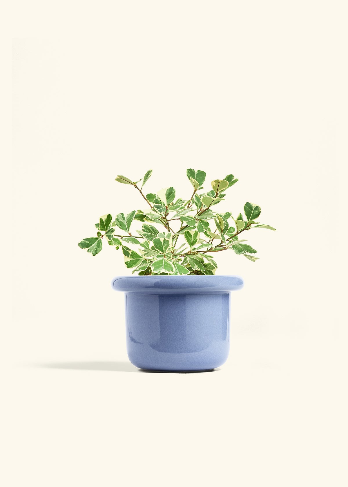 Variegated Triangle Ficus in a 6 inches Fat Lip Blue Planter