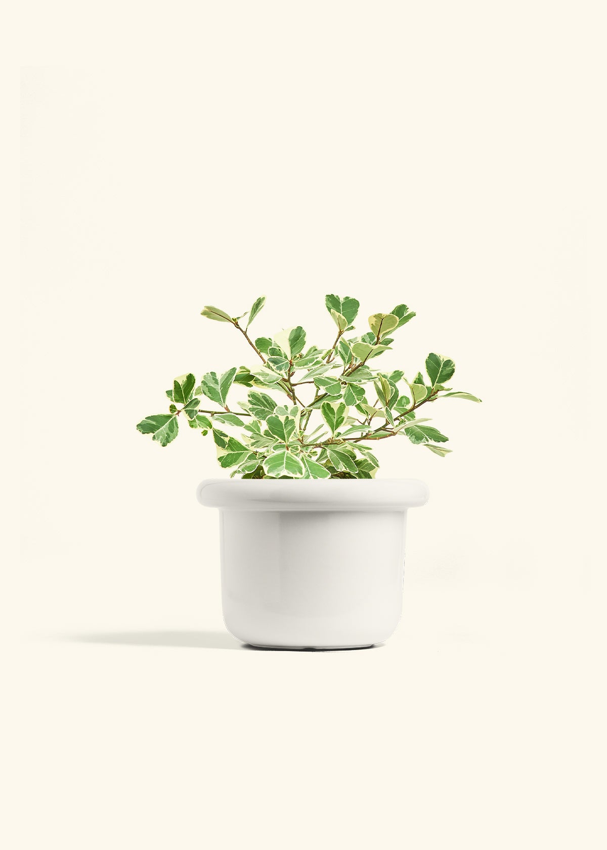 Variegated Triangle Ficus in a 6 inches Fat Lip White Planter