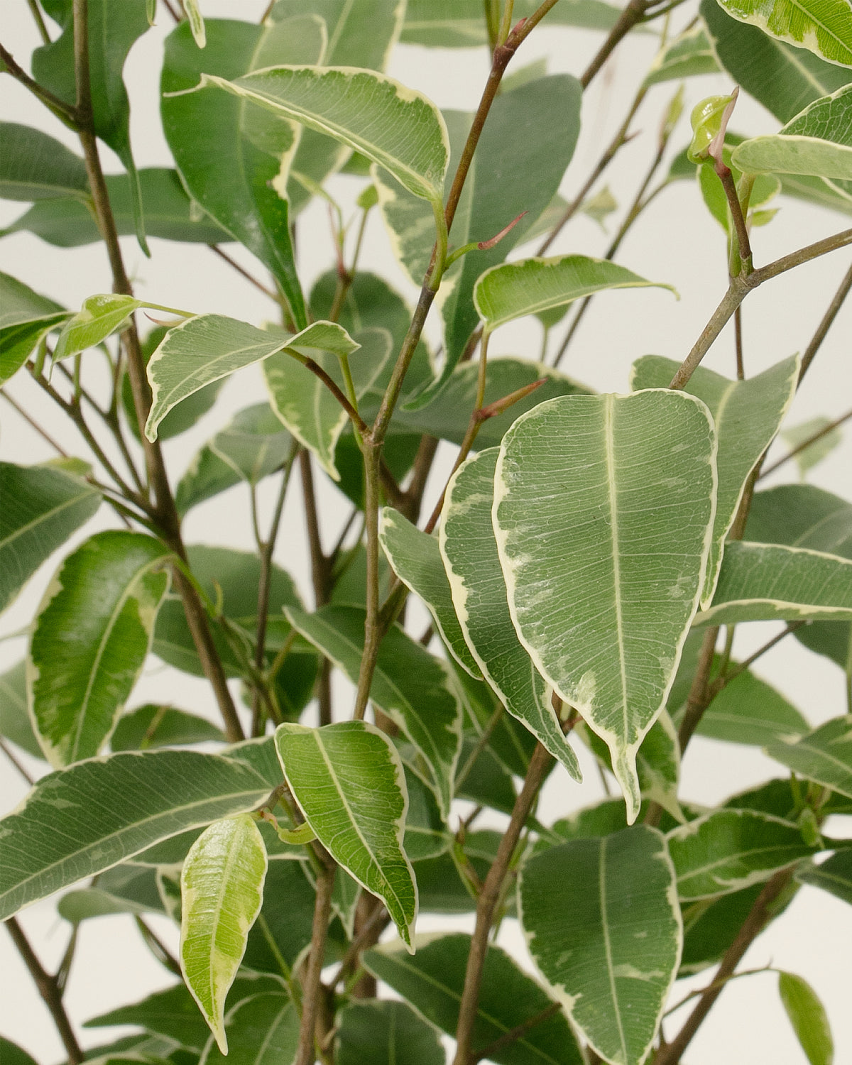 Variegated Ficus Benjamina
