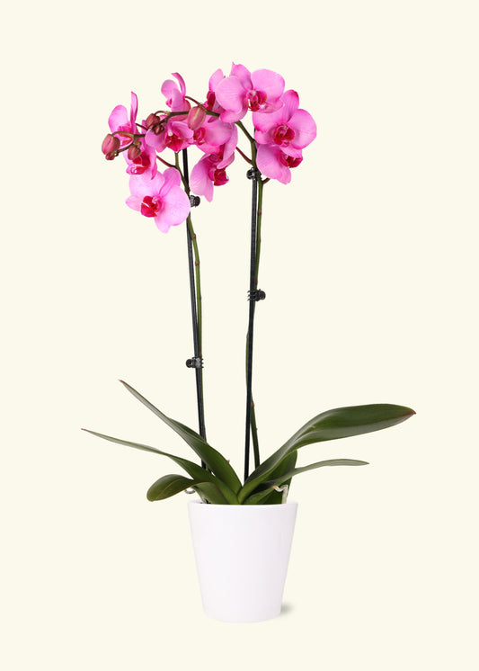 Pink Watercolor Orchid in 5 inch a white quinn ceramic grow pot.