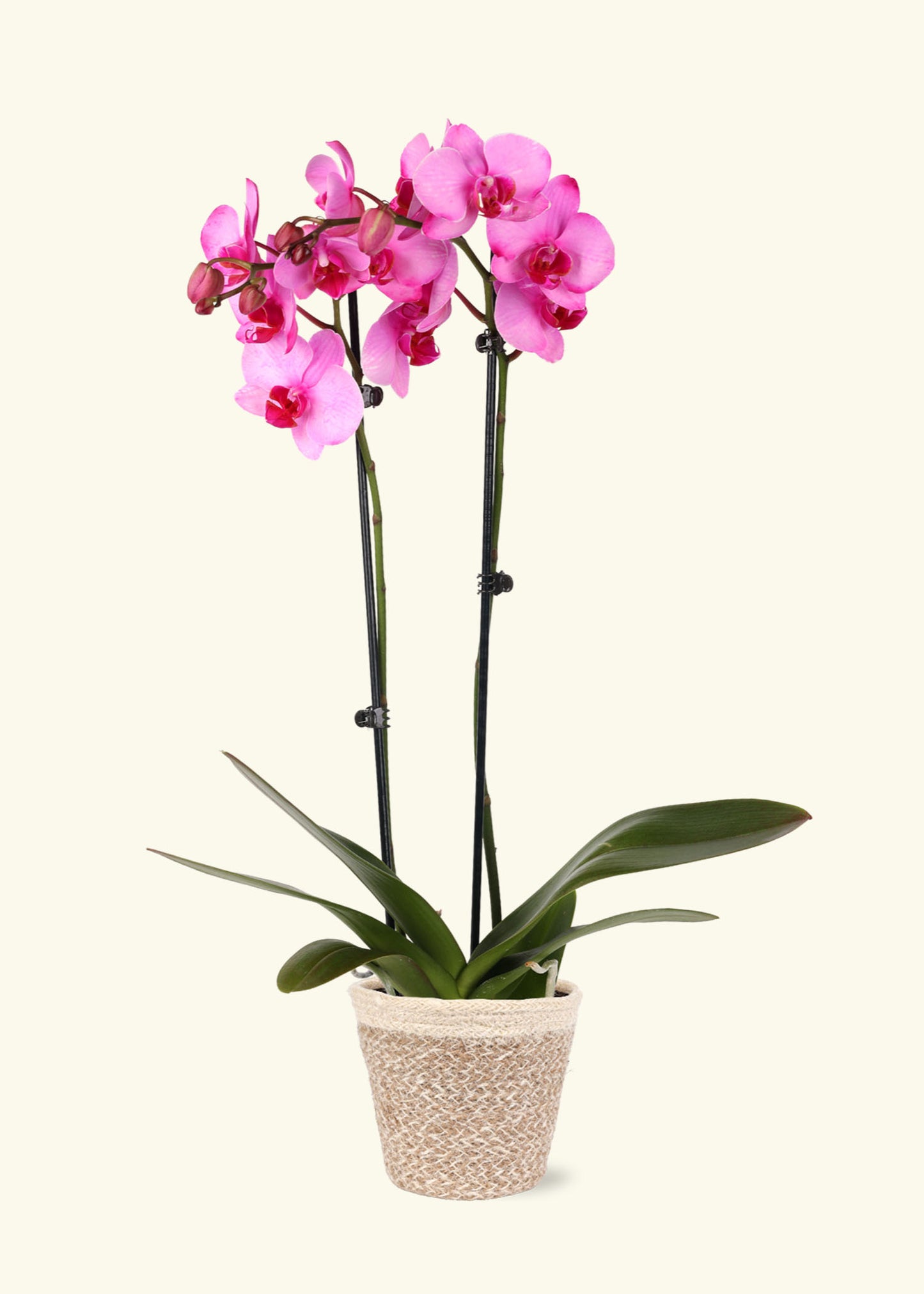 Pink Watercolor Orchid in 5 inch a cream ivo jute grow pot.
