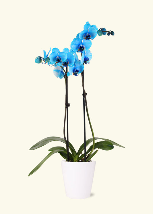 Blue Watercolor Orchid in 5 inch a white quinn ceramic grow pot.