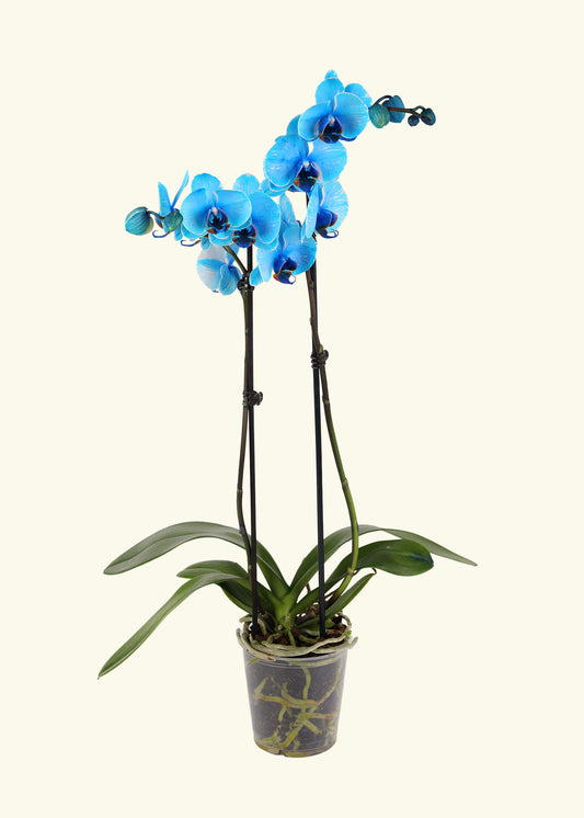 Blue Watercolor Orchid in 5 inch a grow pot.