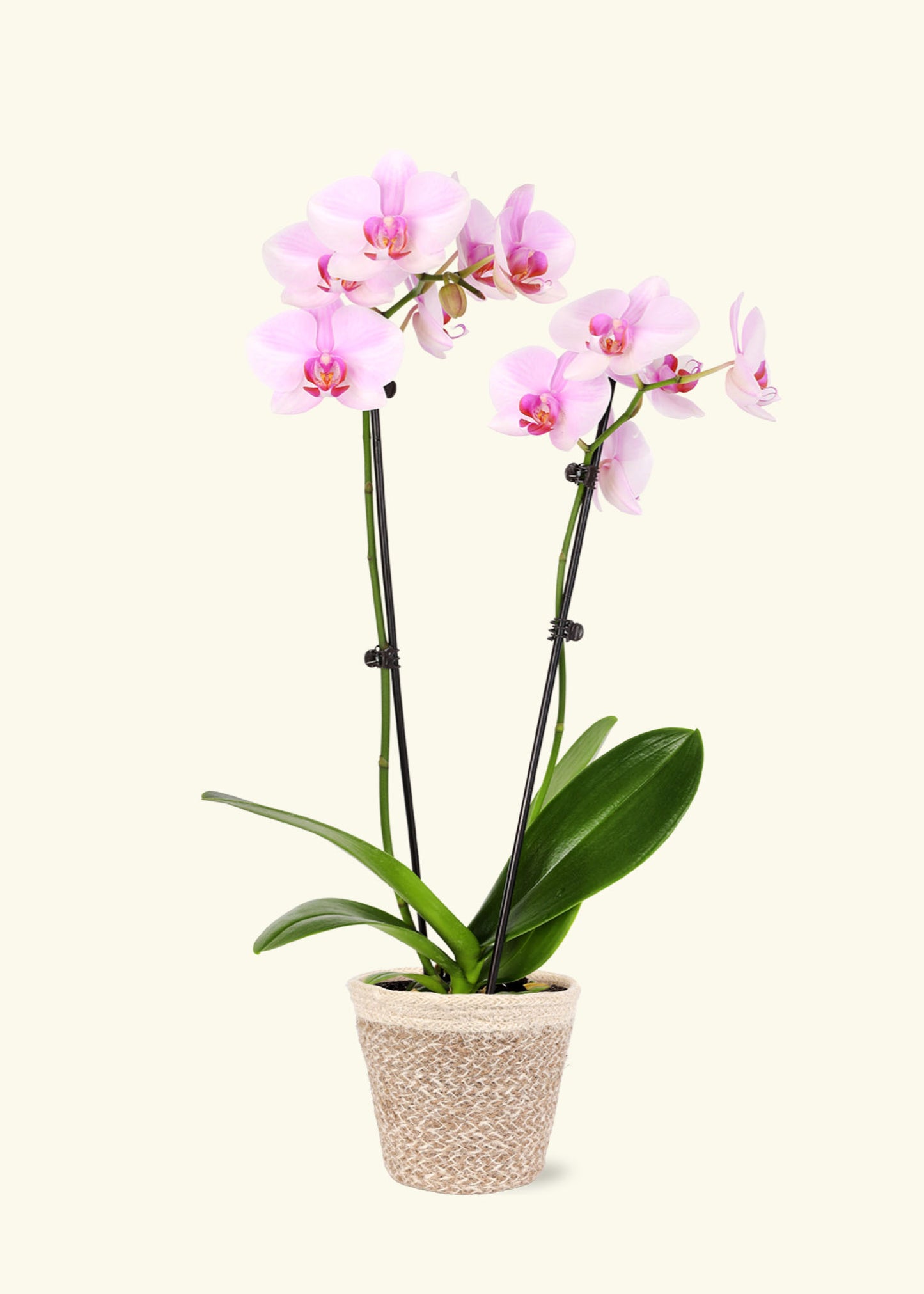 Light Pink Orchid in 5 inch a cream ivo jute grow pot.