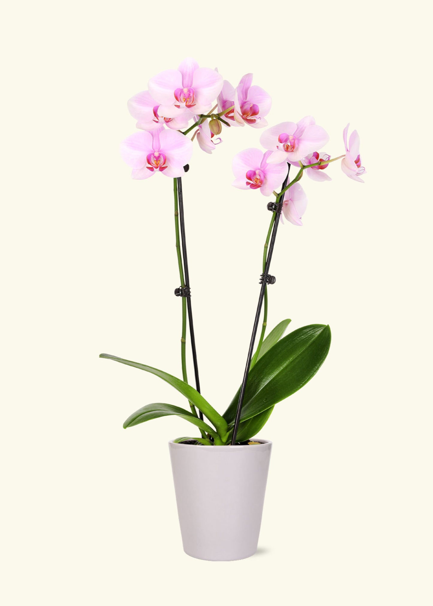 Light Pink Orchid in 5 inch a grey quinn ceramic grow pot.