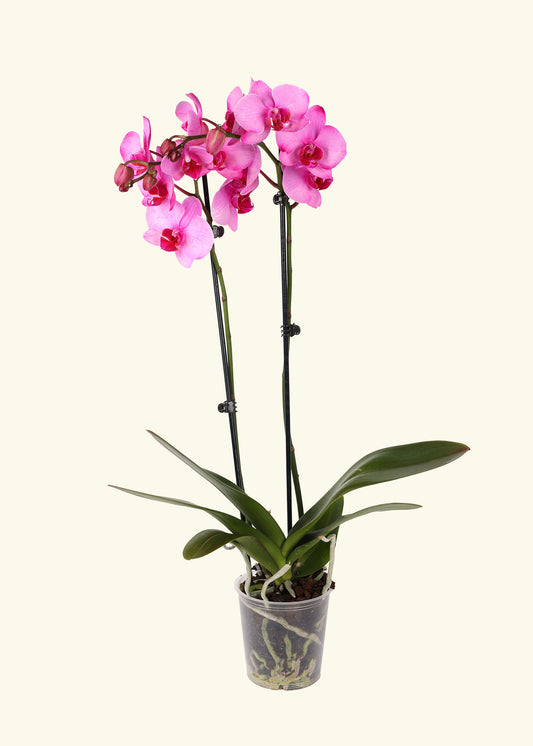 Pink Watercolor Orchid in 5 inch a grow pot.