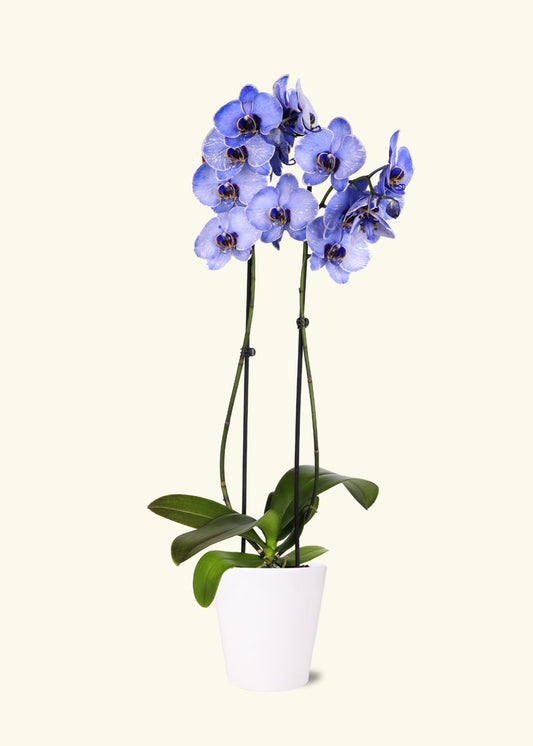 Lavendar Watercolor Orchid in 5 inch a white quinn ceramic grow pot.
