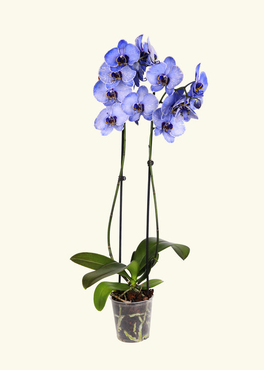 Lavendar Watercolor Orchid in 5 inch a grow pot.