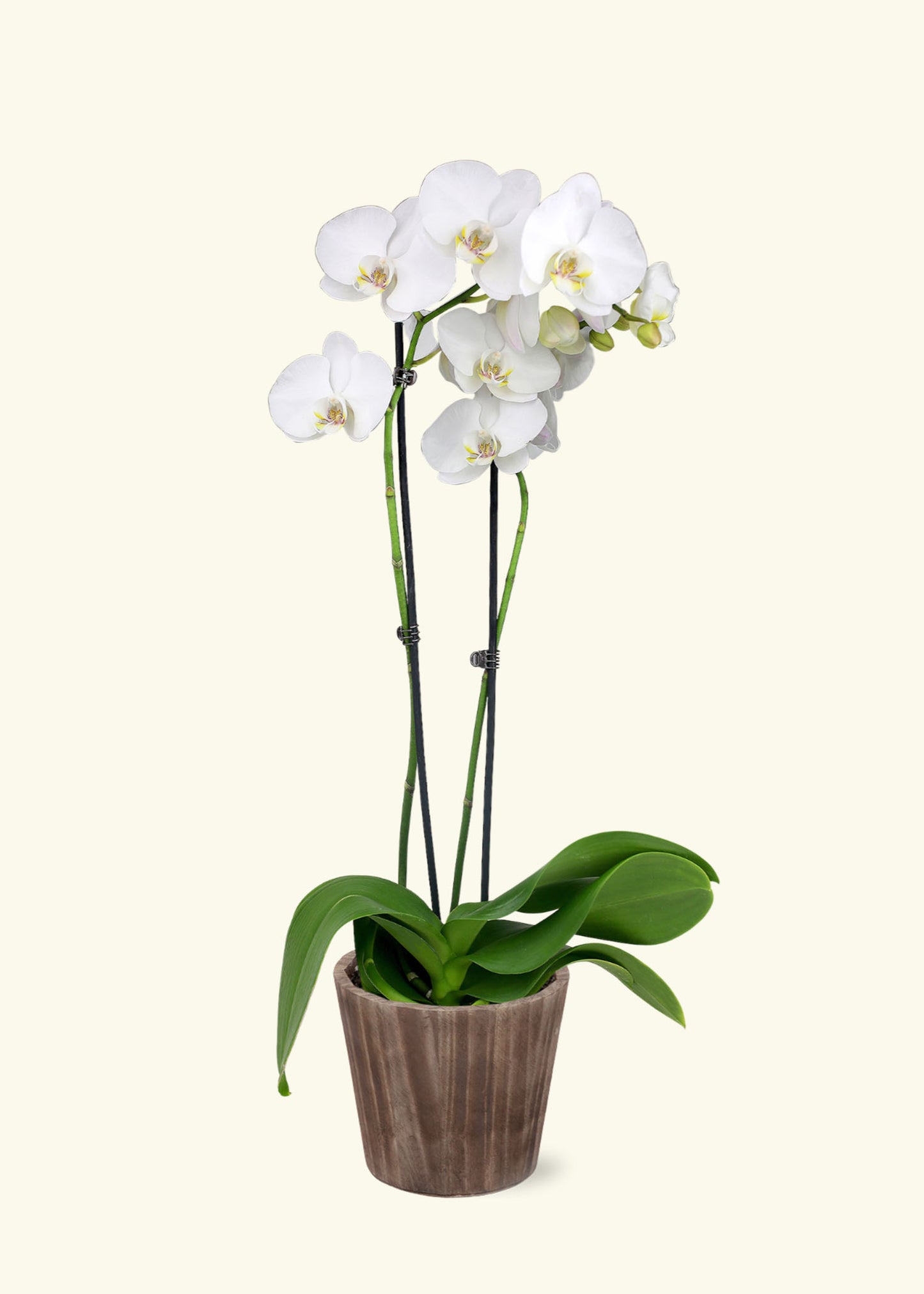White Orchid in 5 inch a brown wilson wood grow pot.