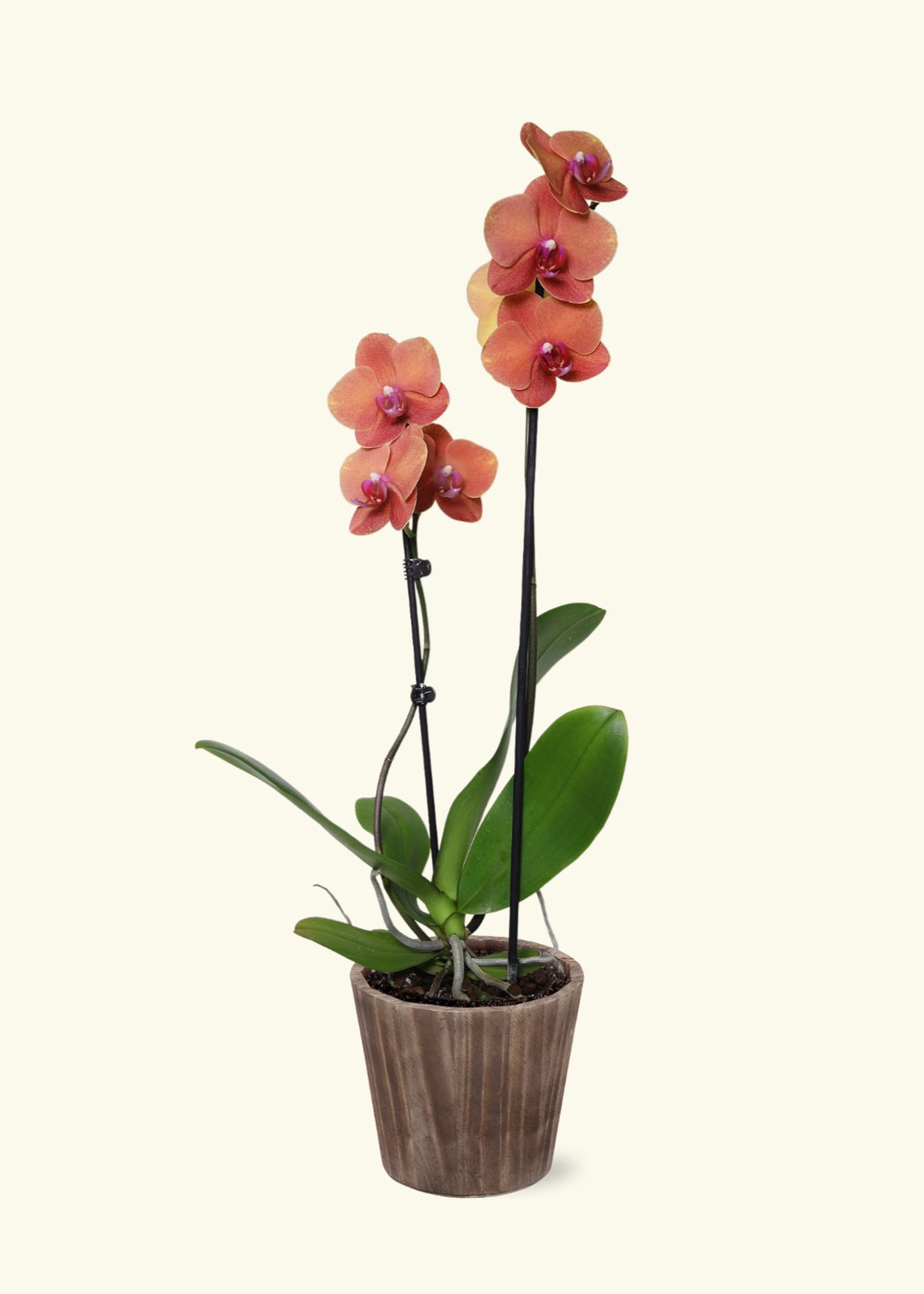 Coral Orchid in 5 inch a brown wilson wood grow pot.