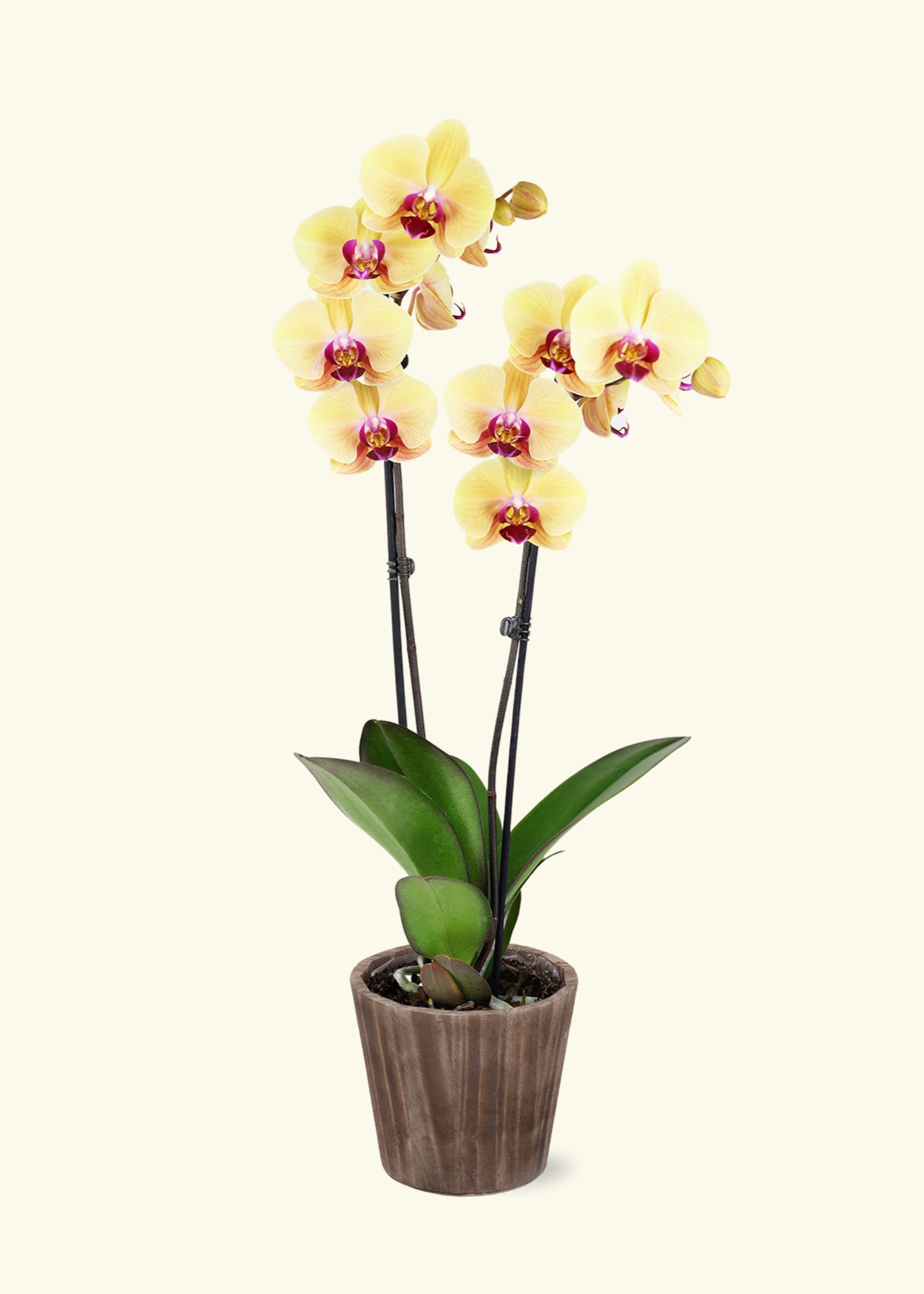 Yellow Orchid in 5 inch a brown wilson wood grow pot.
