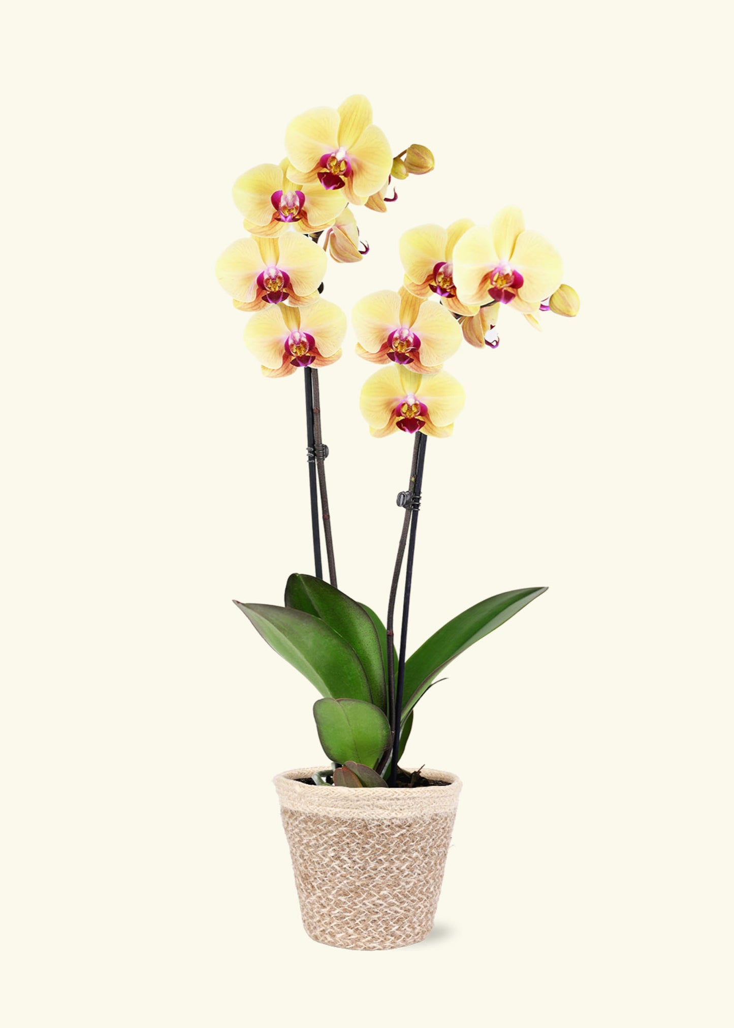 Yellow Orchid in 5 inch a cream ivo jute grow pot.