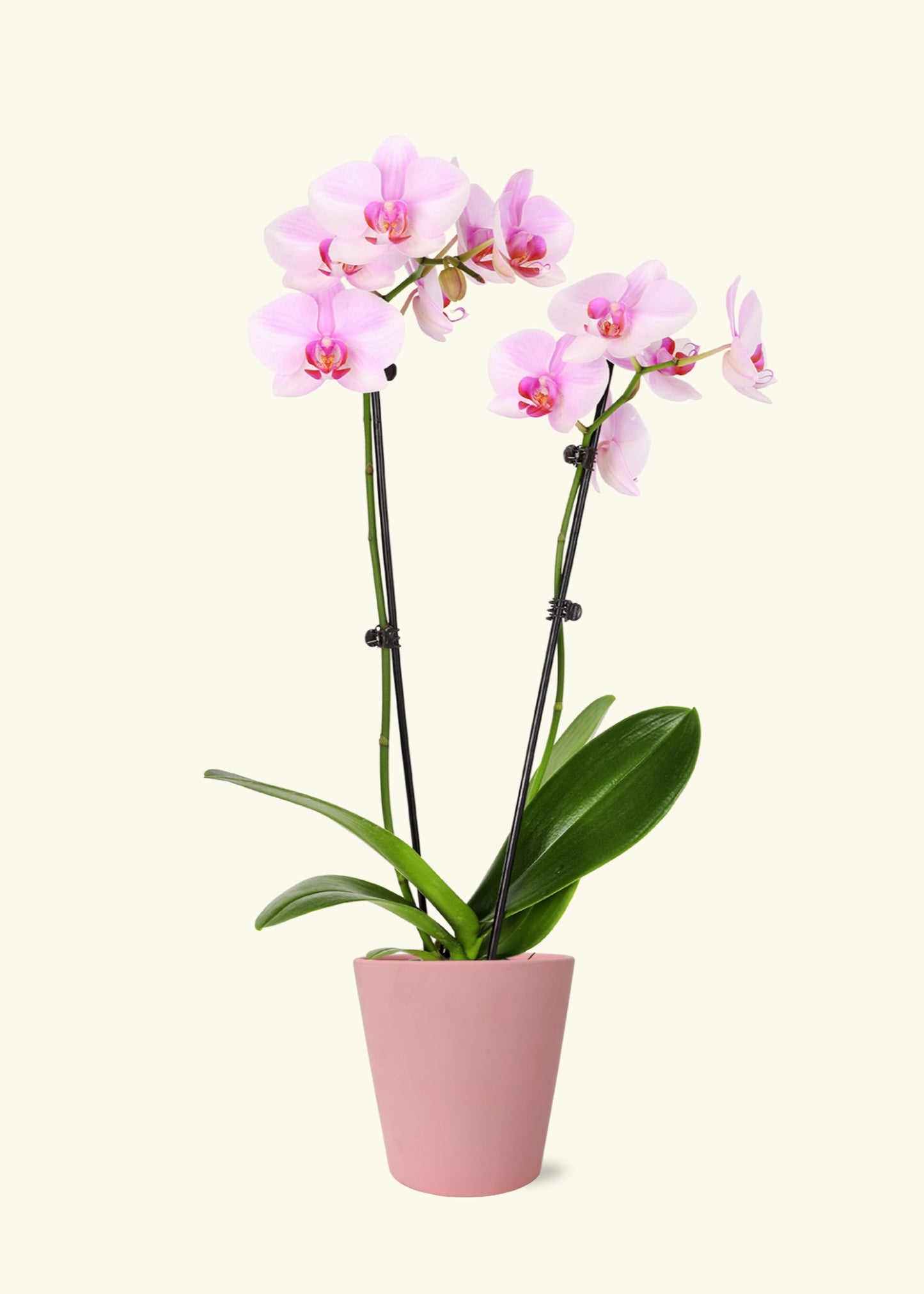 Light Pink Orchid in 5 inch a pink jane matte ceramic grow pot.