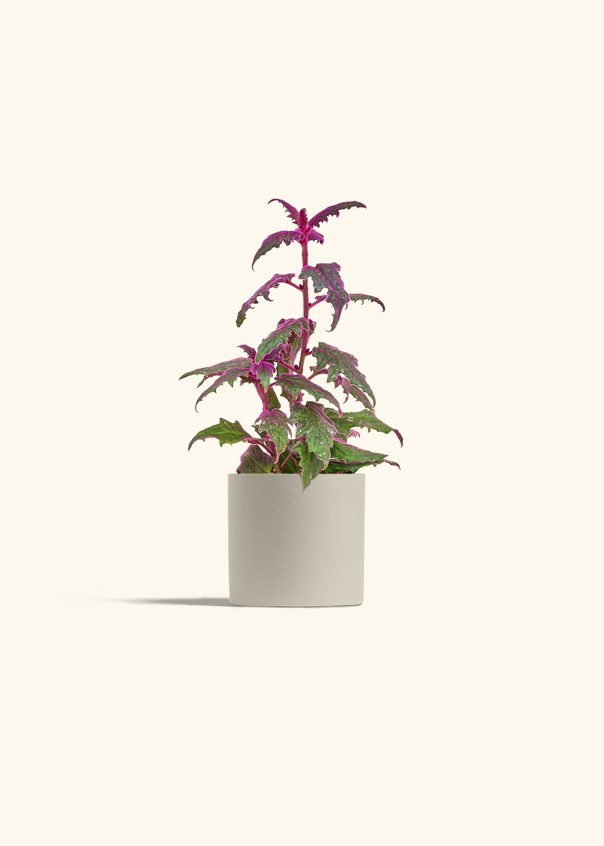 Purple Passion Plant, Small