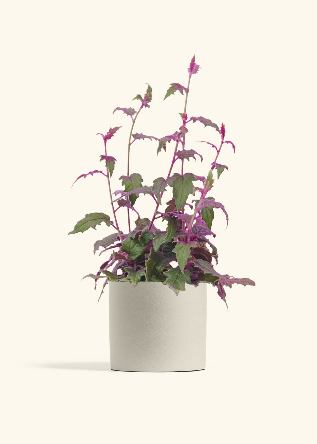 Purple Passion Plant, Medium