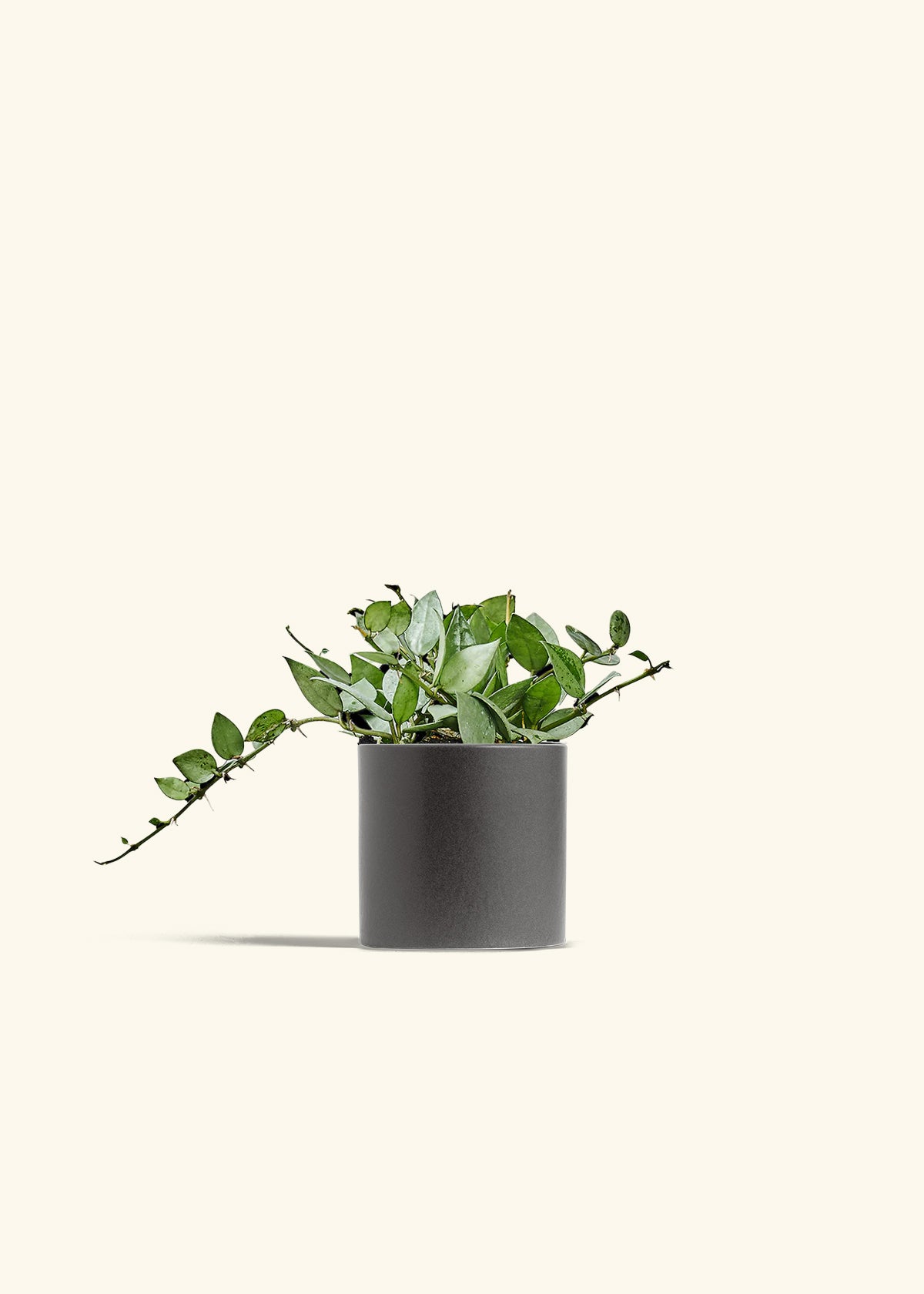 Hoya Arctic in a 4 inches Charcoal Classic Cylinder Planter