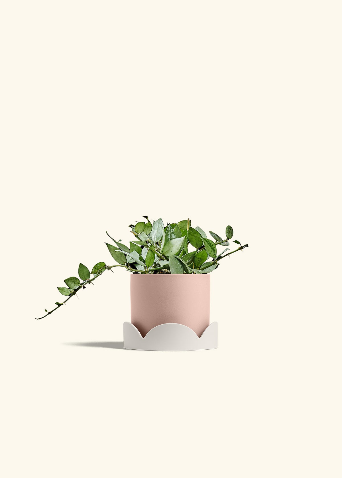 Hoya Arctic in a 4 inches Pink Classic Cylinder Planter in a Beech Wood Stand