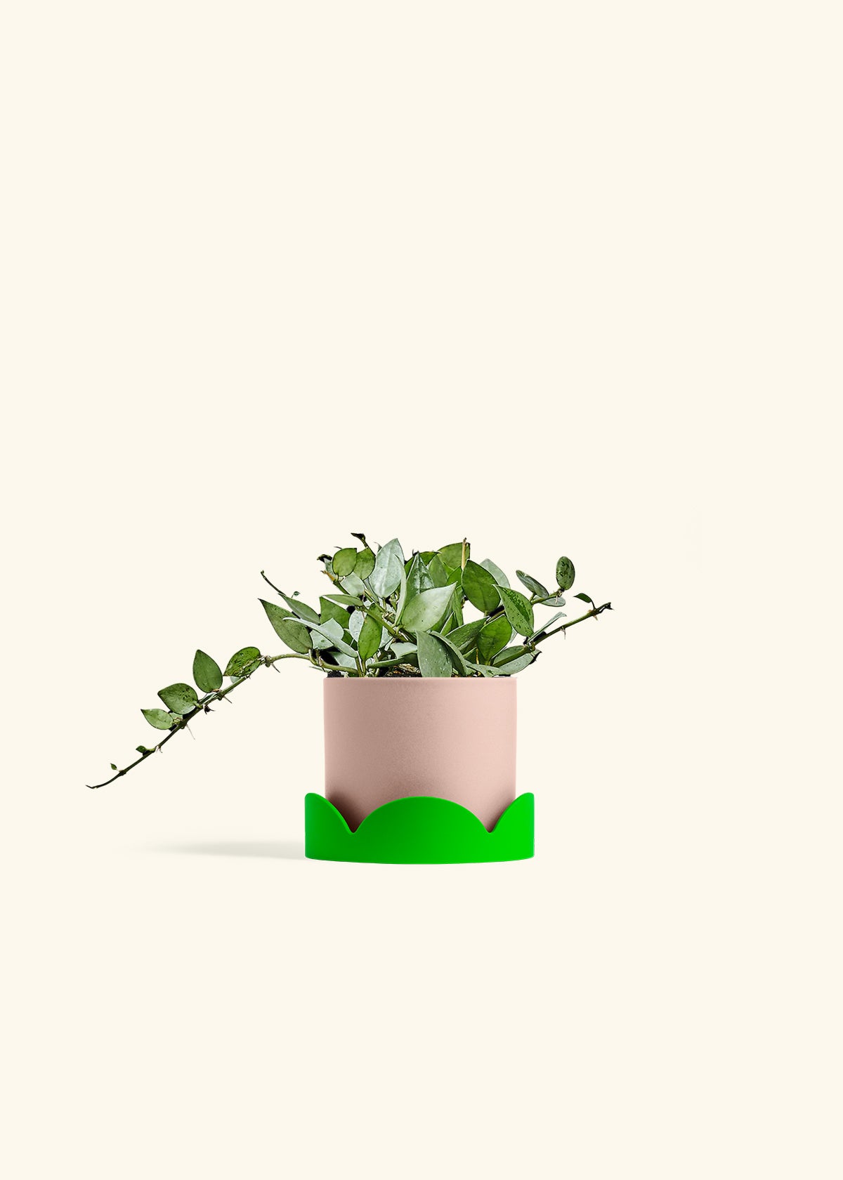 Hoya Arctic in a 4 inches Pink Classic Cylinder Planter in a Shamrock Petal Drip Tray
