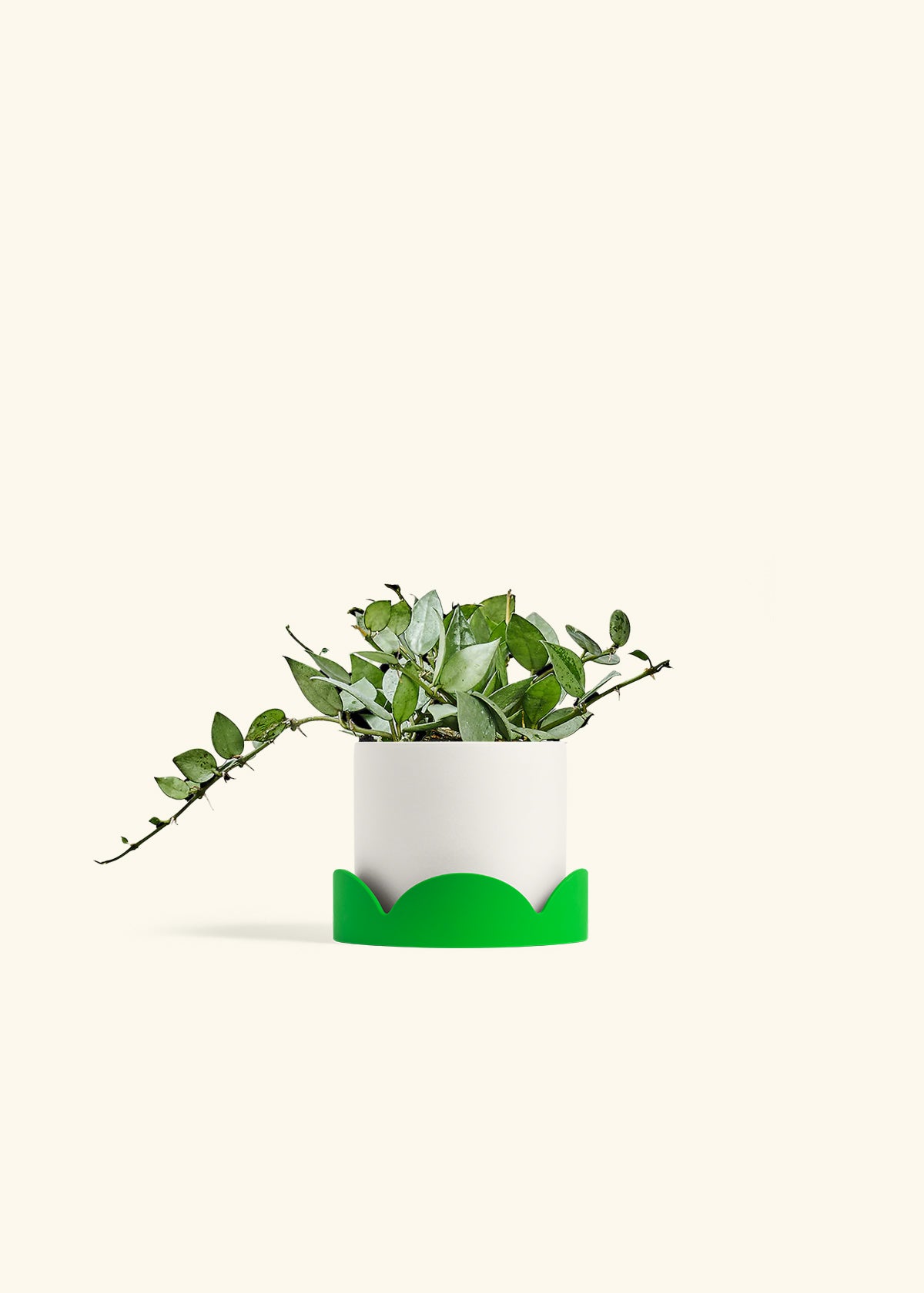 Hoya Arctic in a 4 inches White Classic Cylinder Planter in a Shamrock Petal Drip Tray