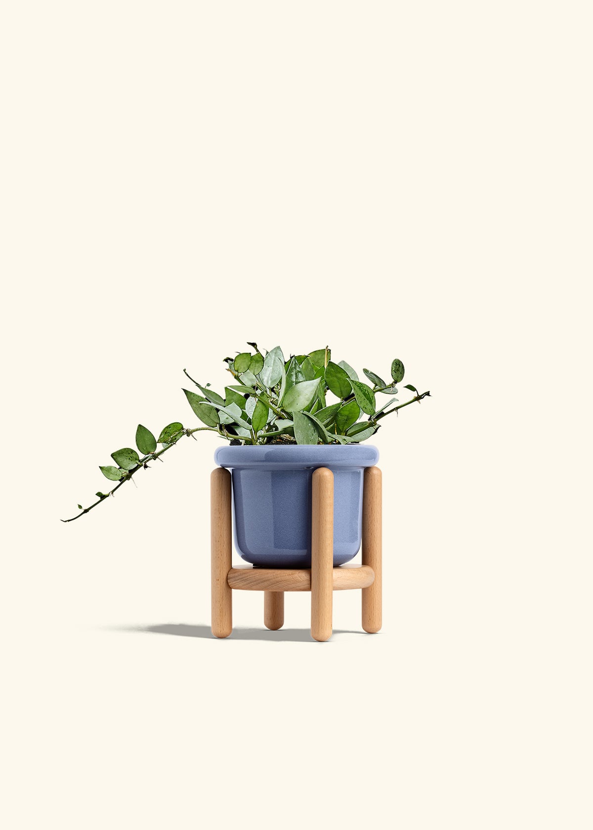 Hoya Arctic in a 4 inches Fat Lip Blue Planter in a Beech Wood Stand