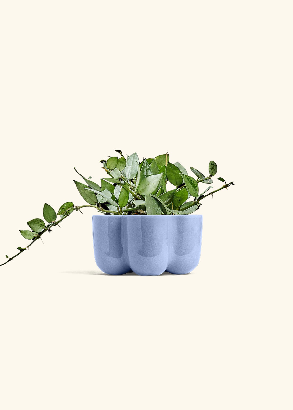 Hoya Arctic in a 4 inches in a Blue Petal Planter