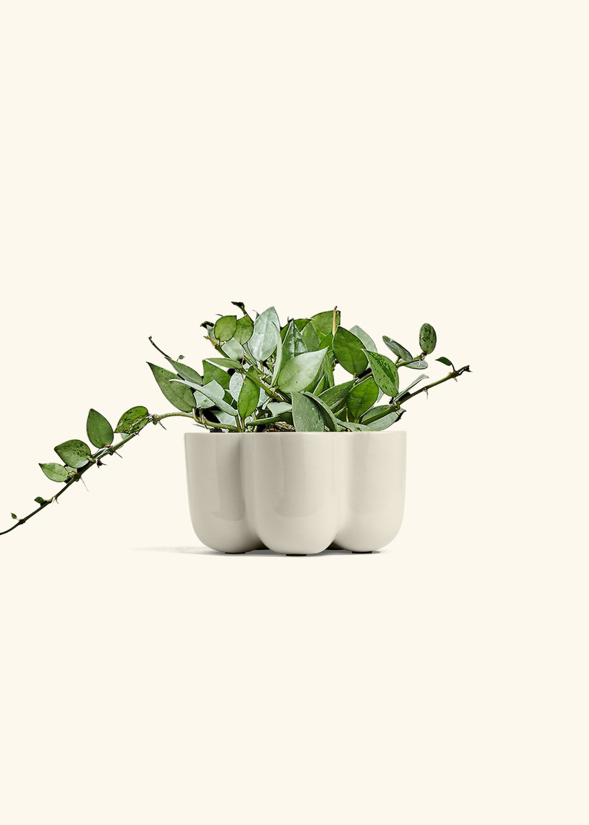 Hoya Arctic in a 4 inches in a Oat Petal Planter