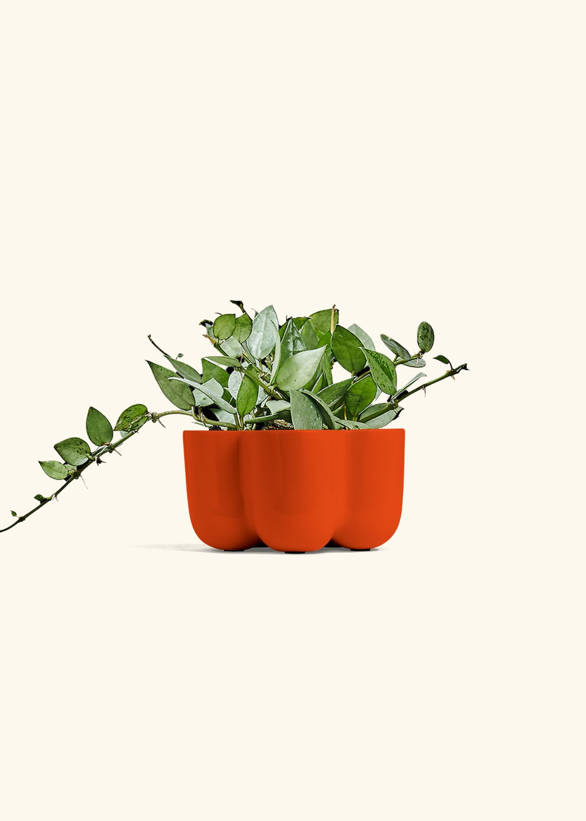 Hoya Arctic in a 4 inches in a Red Petal Planter