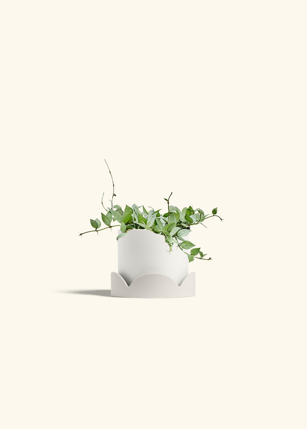 Hoya Arctic in a 6 inches White Classic Cylinder Planter in a Oat Petal Drip Tray