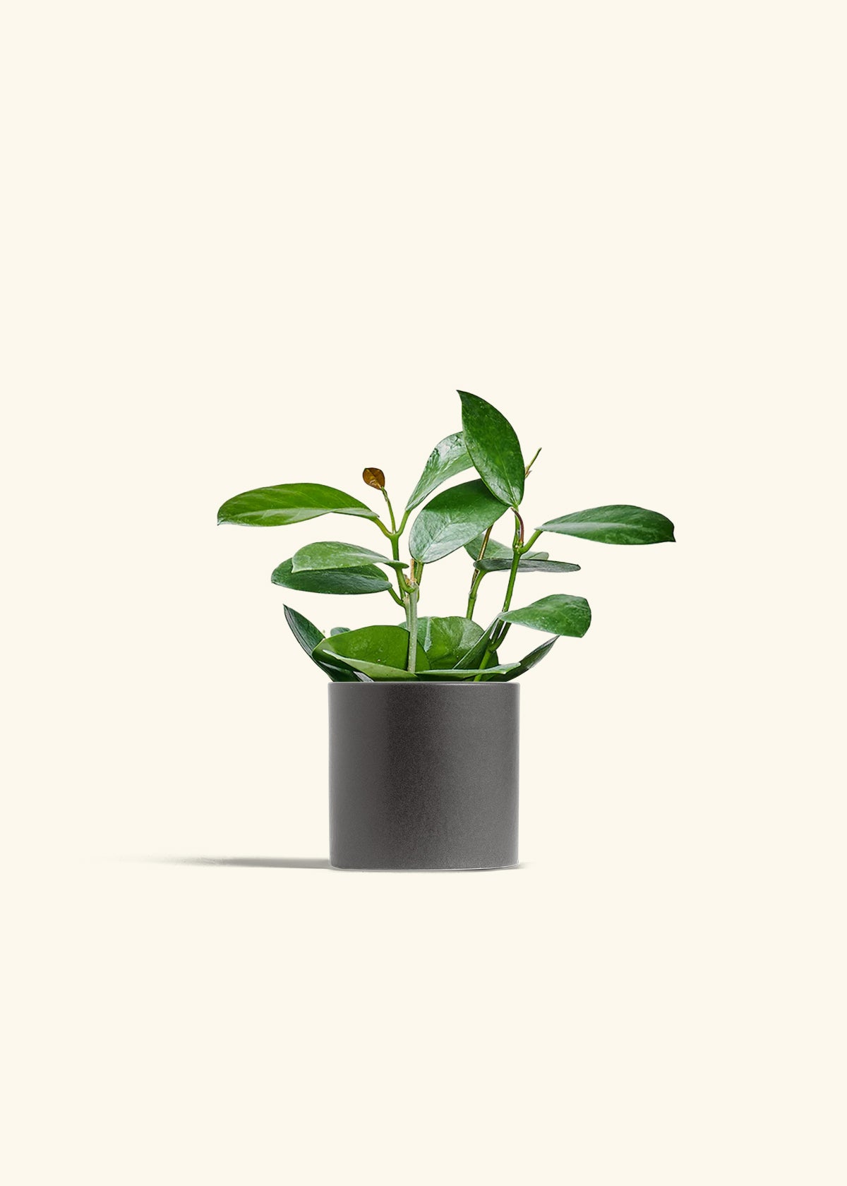 Hoya Australis in a 4 inches Charcoal Classic Cylinder Planter