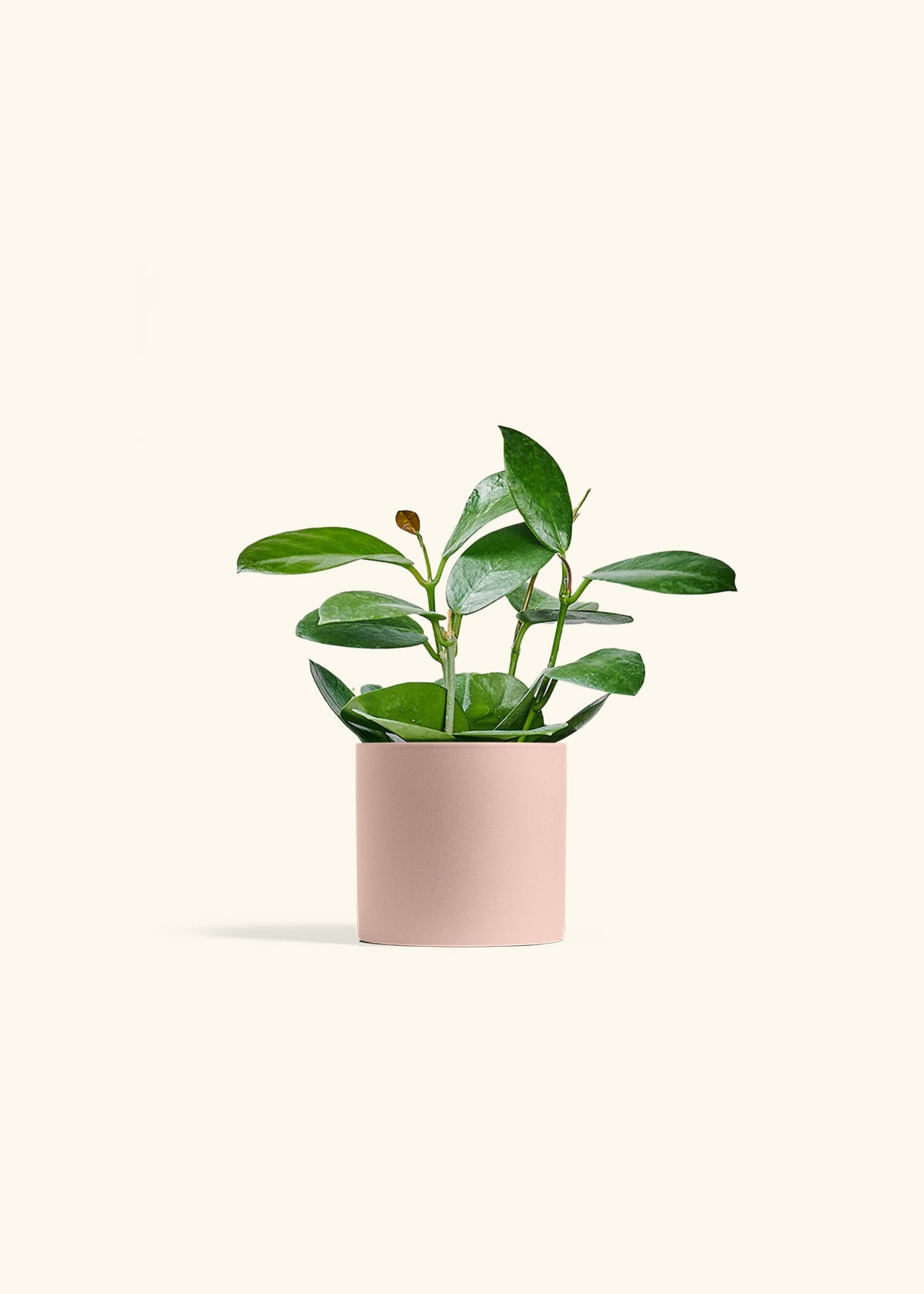 Hoya Australis in a 4 inches Pink Classic Cylinder Planter