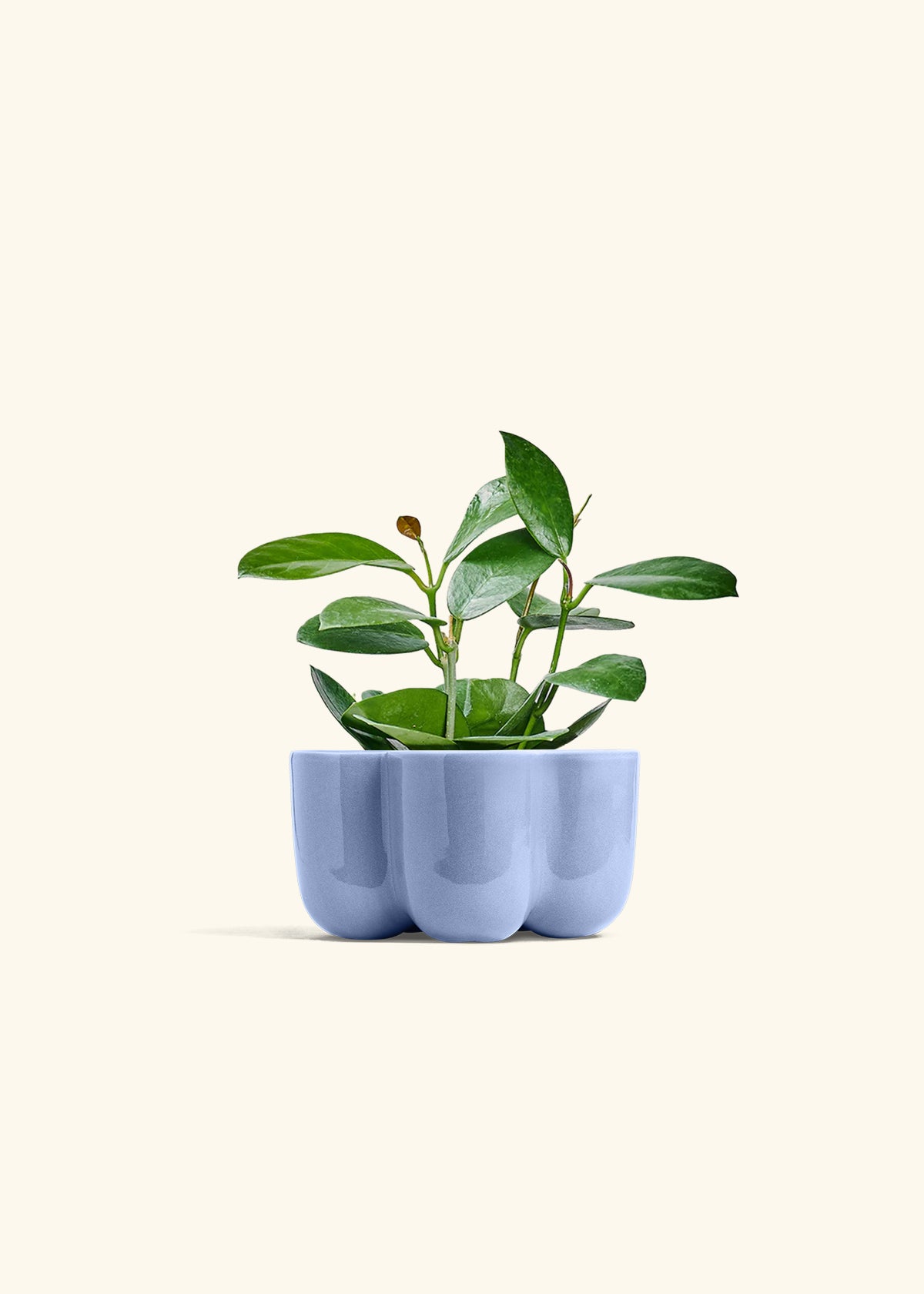 Hoya Australis in a 4 inches in a Blue Petal Planter