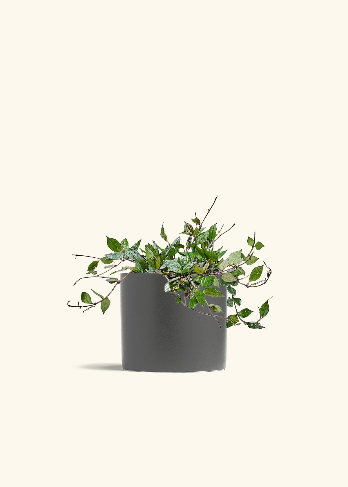 Hoya Black in a 6 inches Charcoal Classic Cylinder Planter