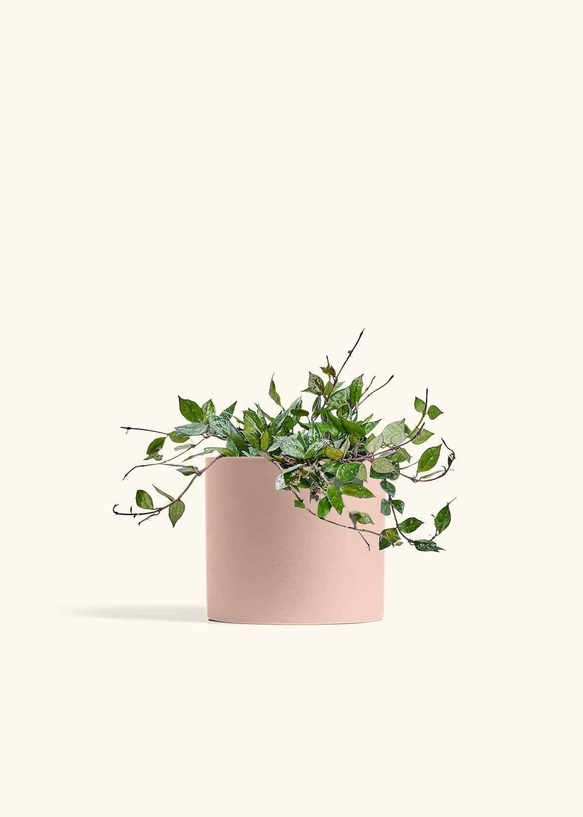 Hoya Black in a 6 inches Pink Classic Cylinder Planter