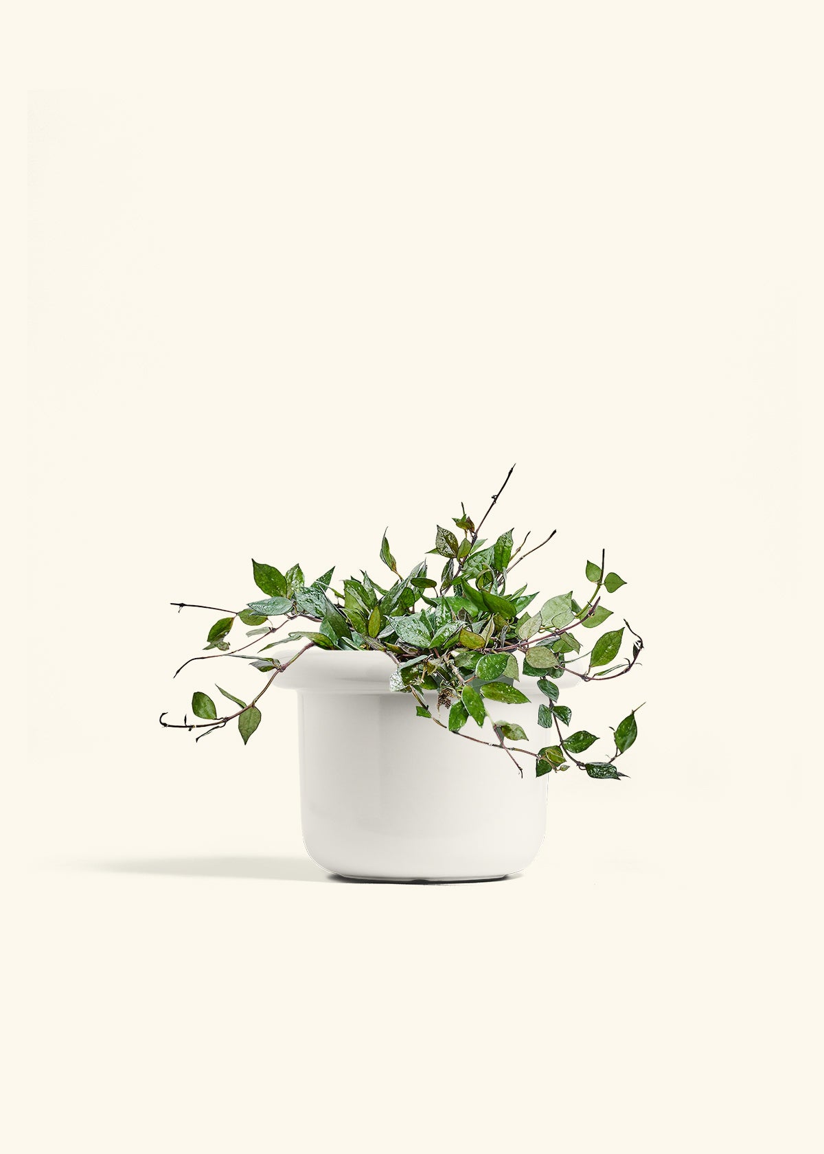 Hoya Black in a 6 inches Fat Lip White Planter