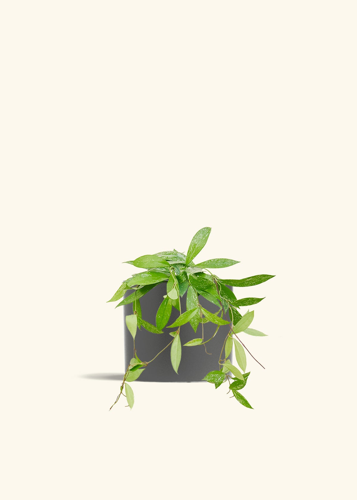 Hoya Silver Splash in a 6 inches Charcoal Classic Cylinder Planter