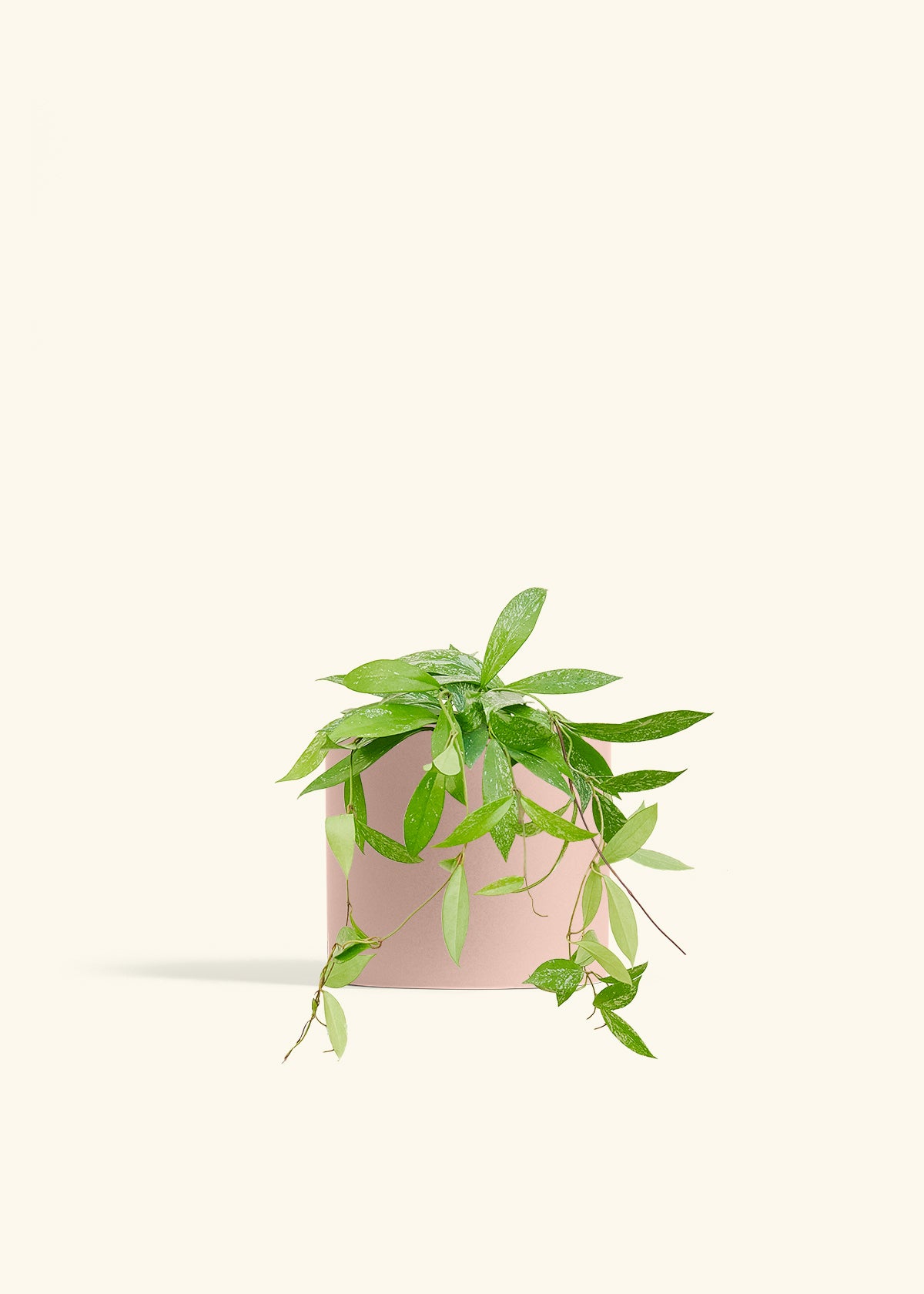 Hoya Silver Splash in a 6 inches Pink Classic Cylinder Planter