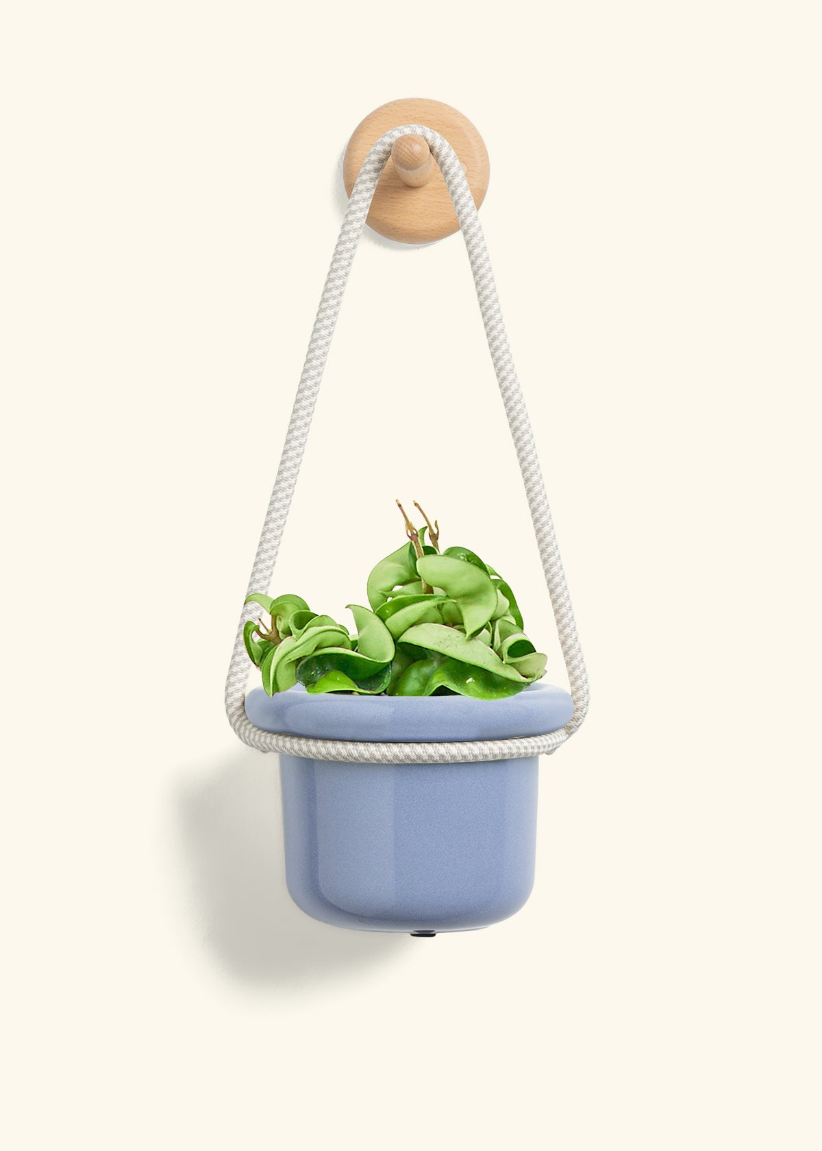 Hoya 'Rope' Plant, Small