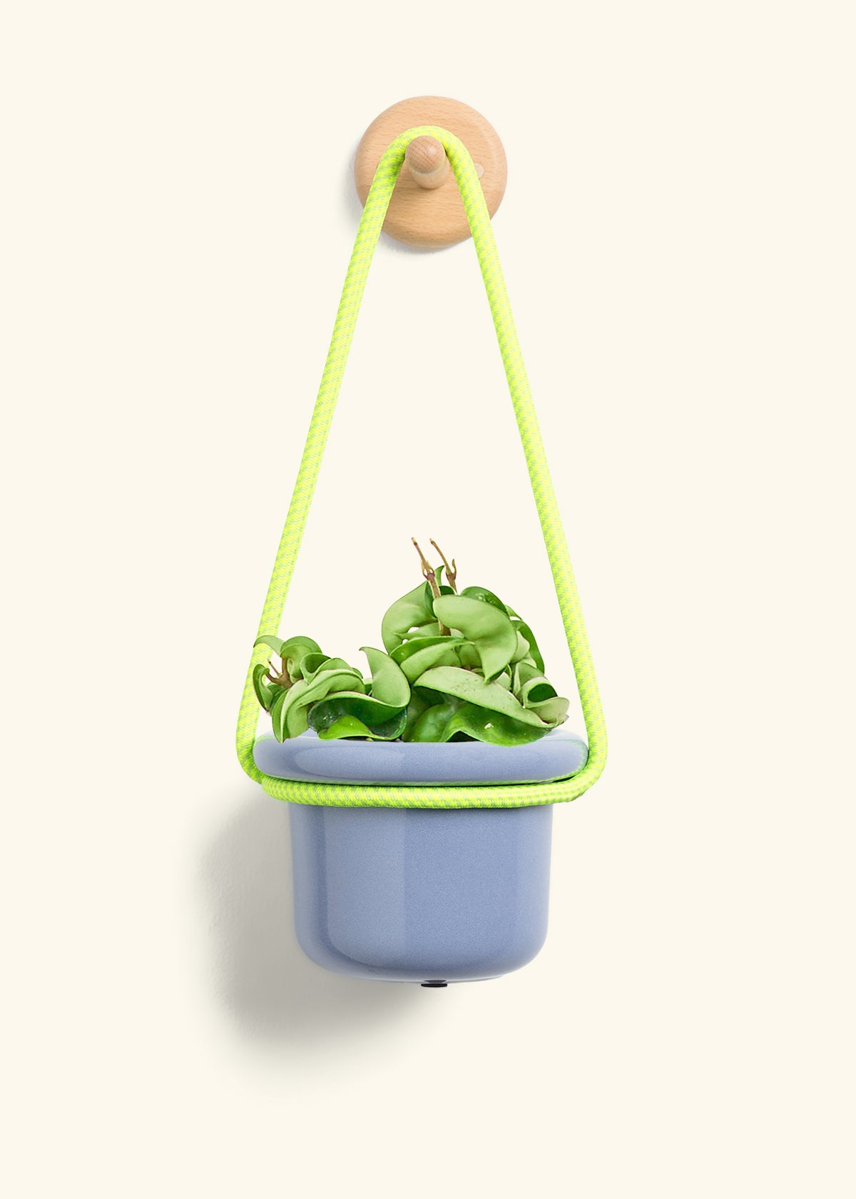 Hoya 'Rope' Plant, Small