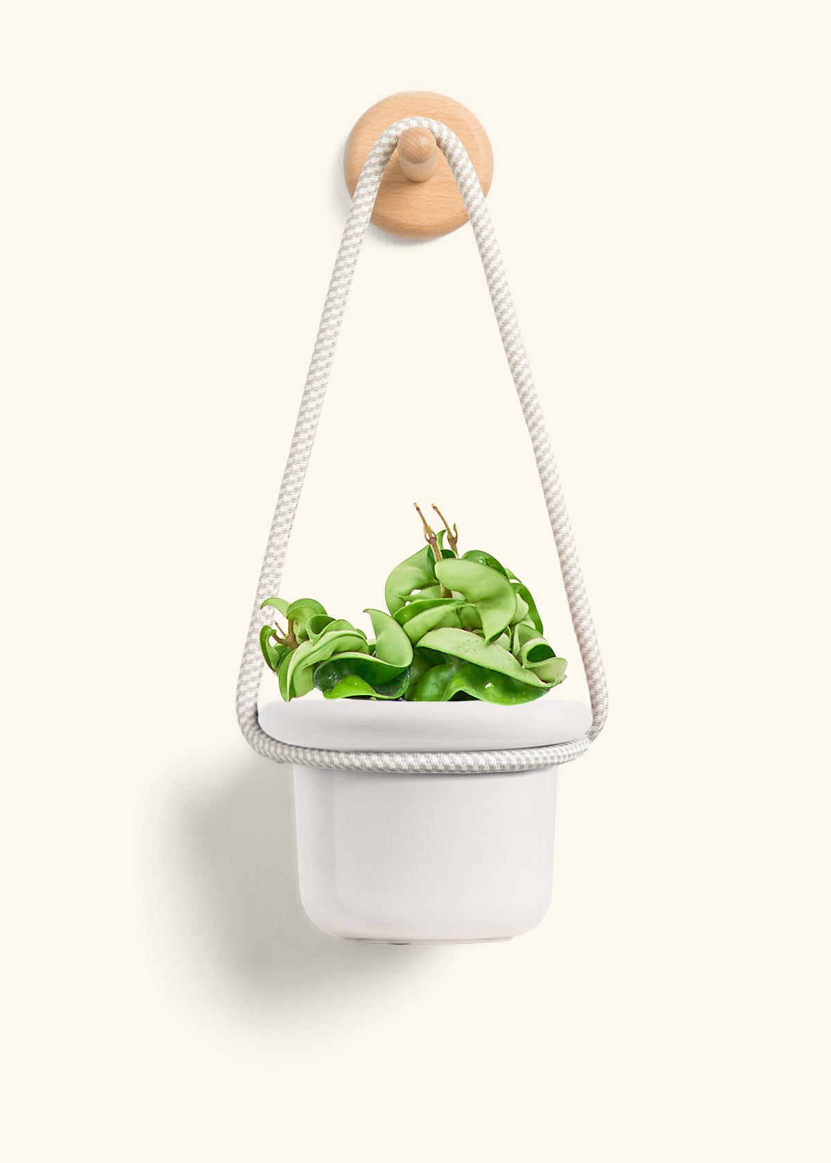 Hoya 'Rope' Plant, Small