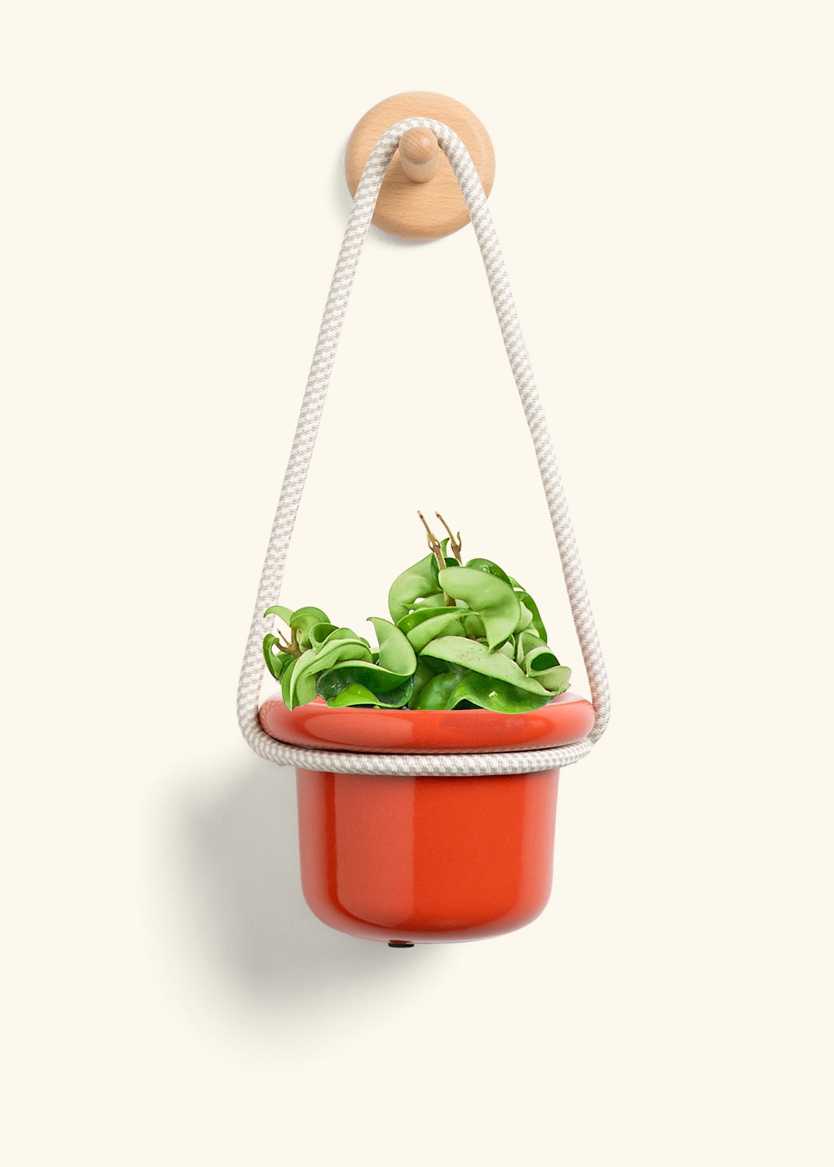 Hoya 'Rope' Plant, Small