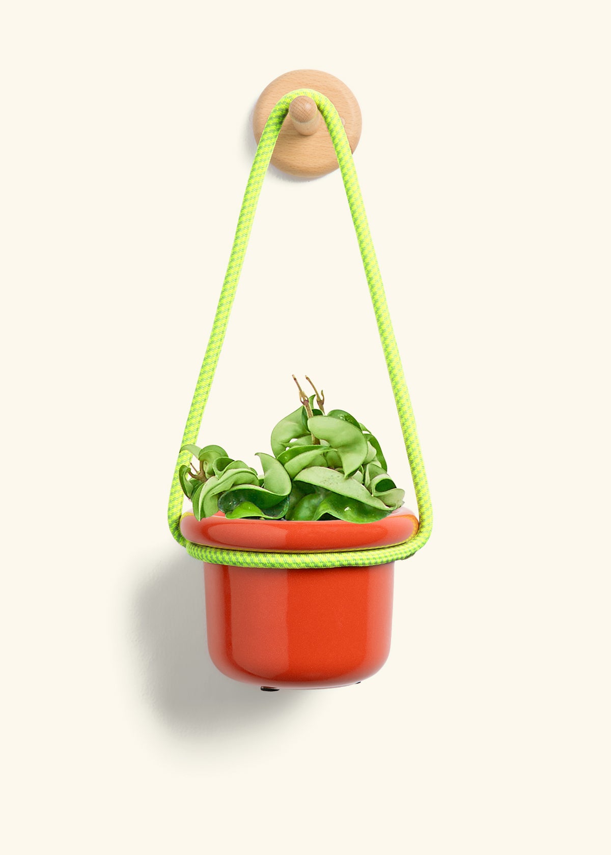 Hoya 'Rope' Plant, Small