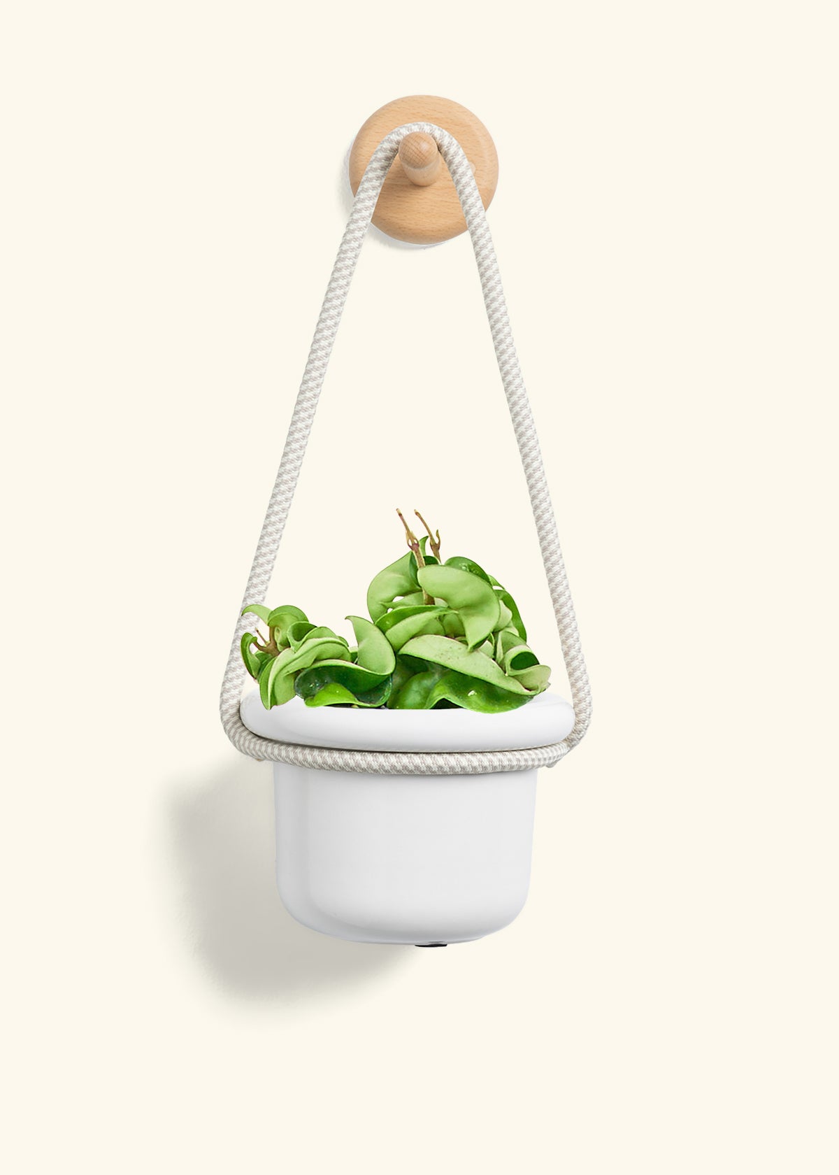 Hoya 'Rope' Plant, Small