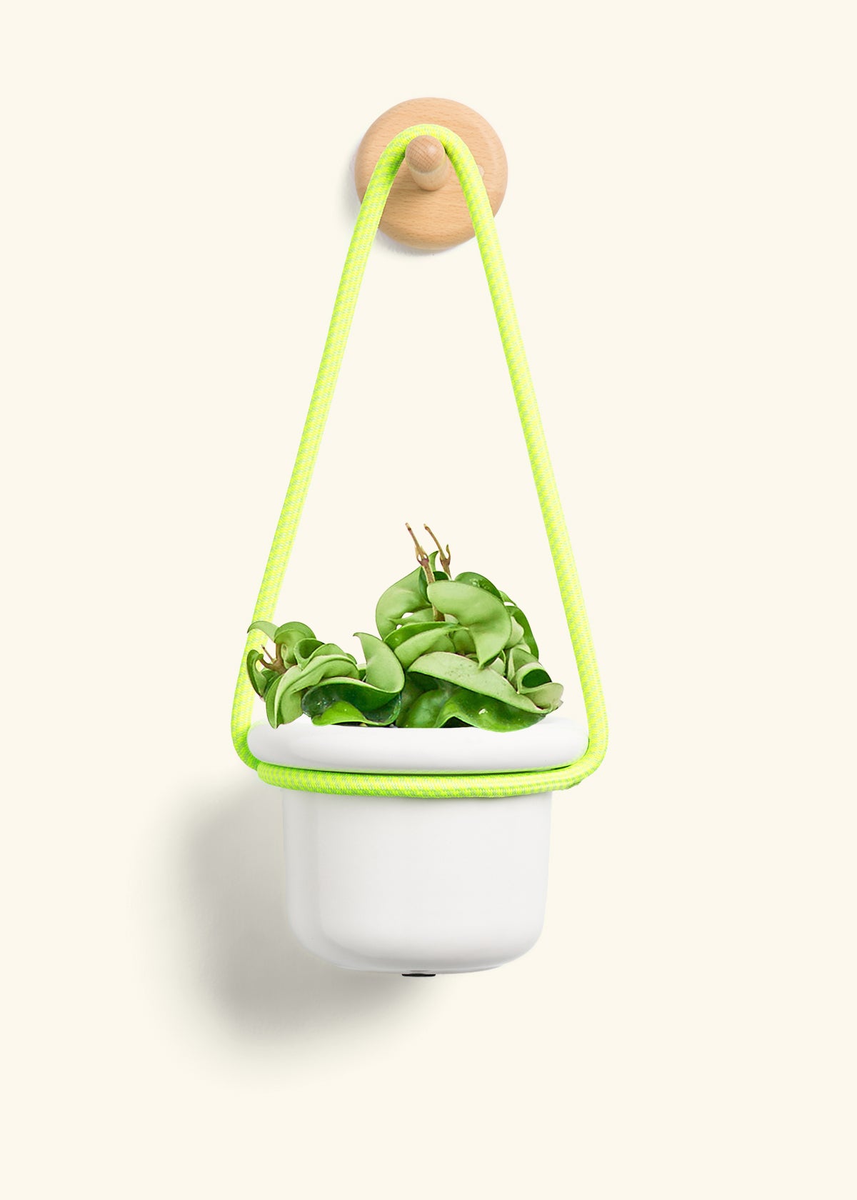 Hoya 'Rope' Plant, Small